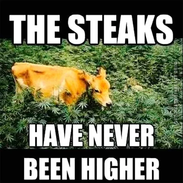 Ford Bronco Sport Daily dose of funny 44592