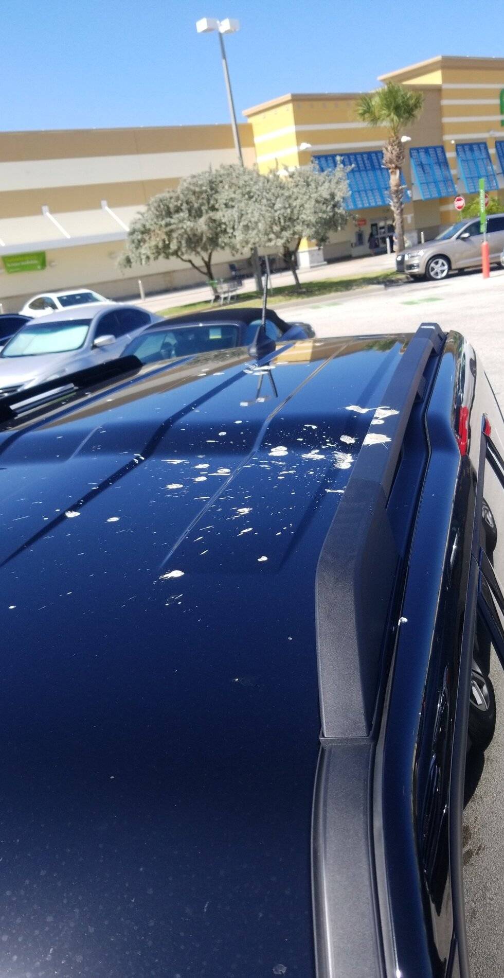 Ford Bronco Sport THE BIRDS HATE BRONCOS BE WARNED!!! USER_SCOPED_TEMP_DATA_MSGR_PHOTO_FOR_UPLOAD_1623441977743_6809209181016860551