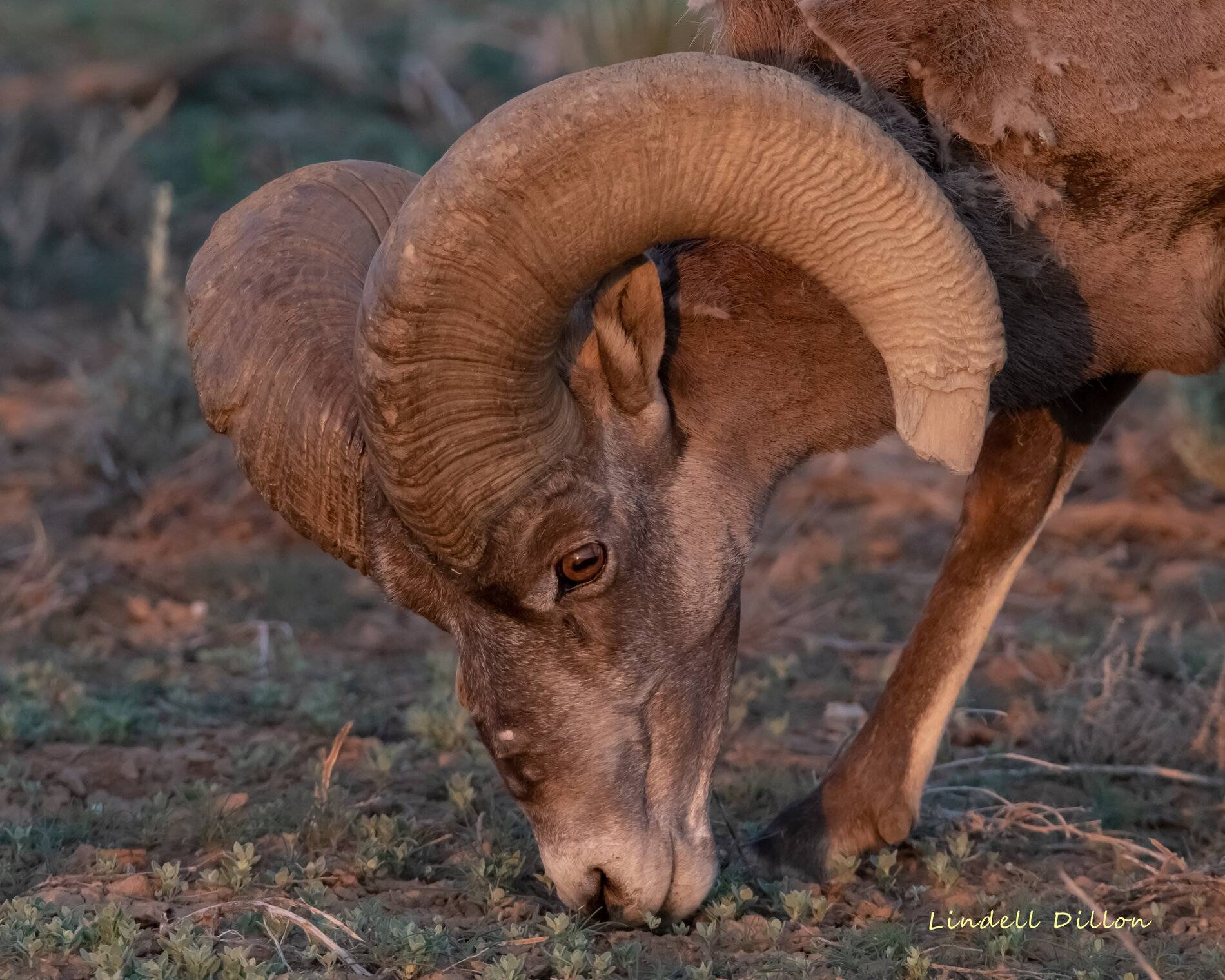 Ford Bronco Sport Post the best photos you've got of your Bronco Sport taos 142