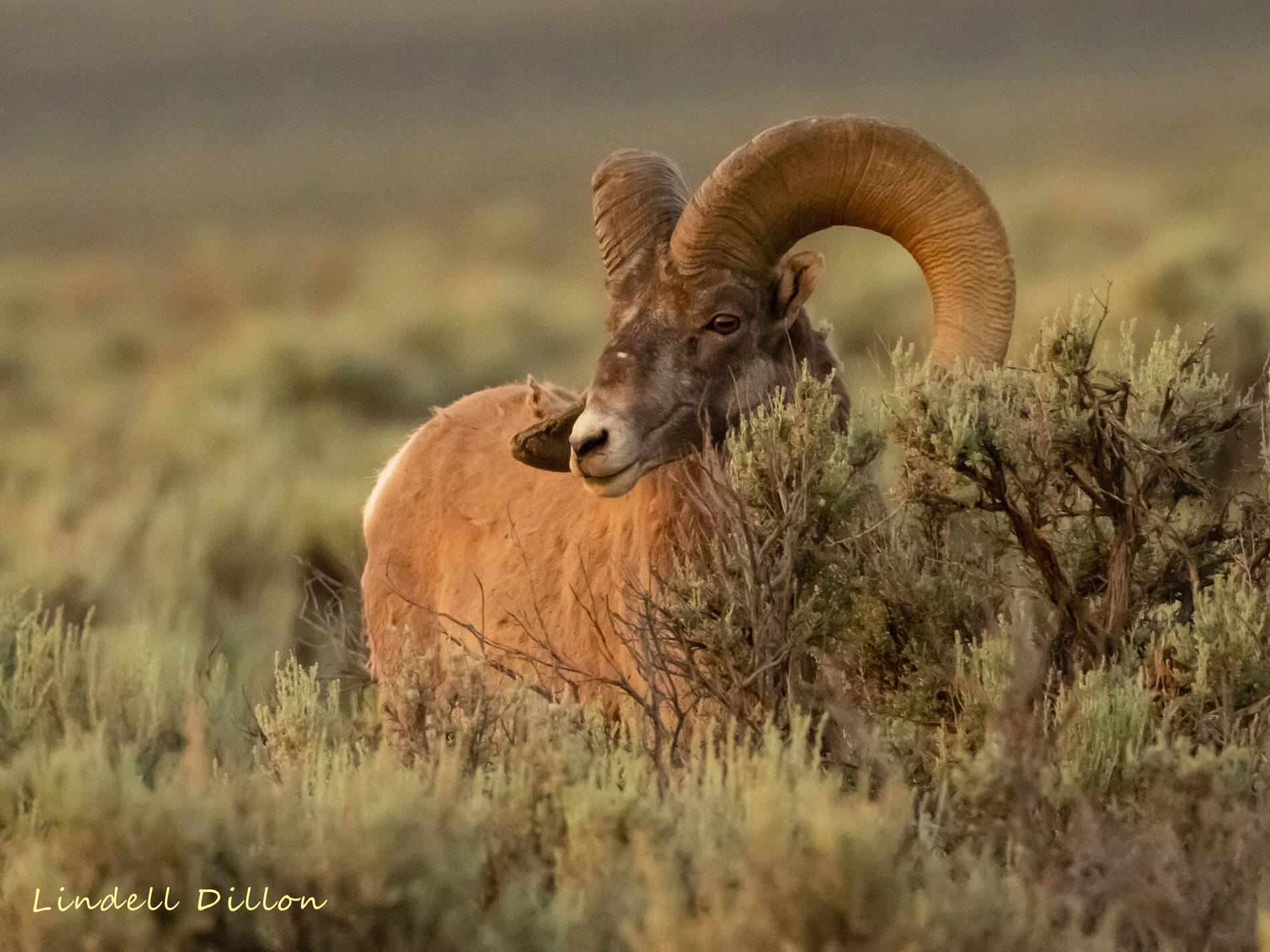 Ford Bronco Sport Post the best photos you've got of your Bronco Sport ram cropped