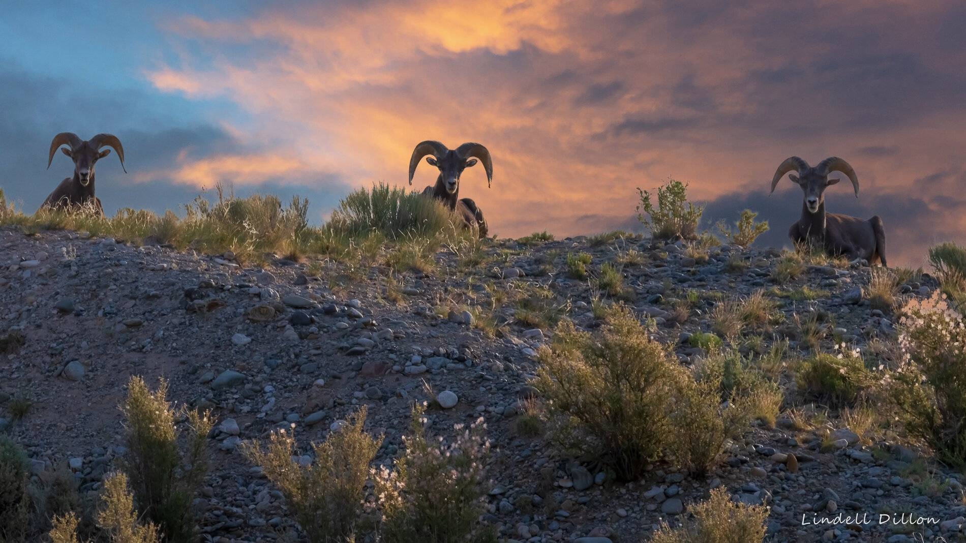 Ford Bronco Sport Post the best photos you've got of your Bronco Sport taos 162