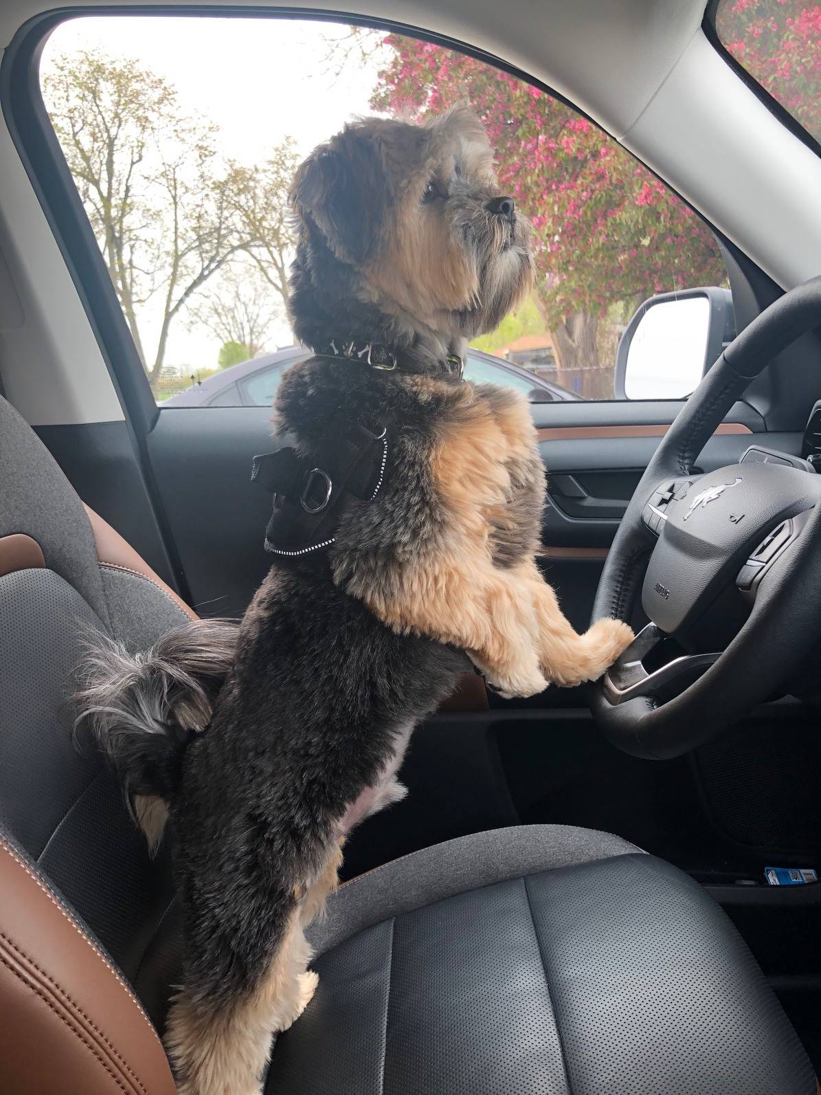 Ford Bronco Sport Show me your dogs!! IMG_4693