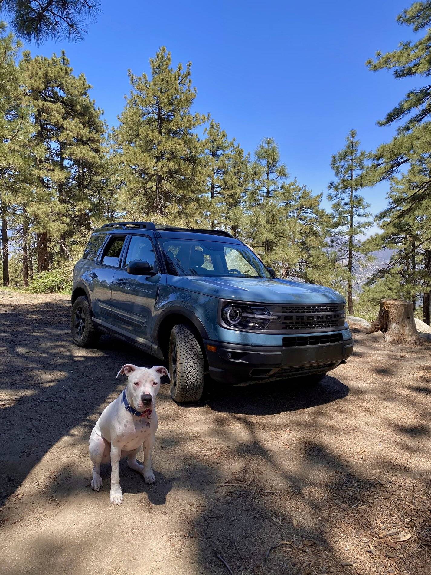 Ford Bronco Sport Show me your dogs!! 05315DD8-F2D8-4548-864B-EE333993AECC