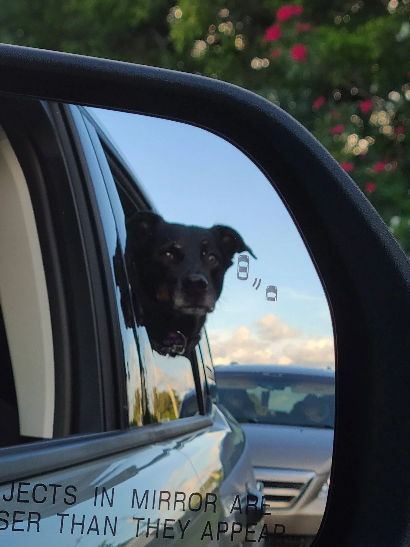 Ford Bronco Sport Show me your dogs!! Snapchat-736014930