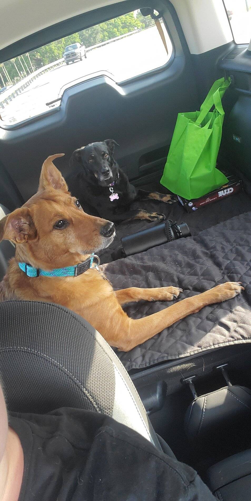 Ford Bronco Sport Show me your dogs!! Snapchat-313005420