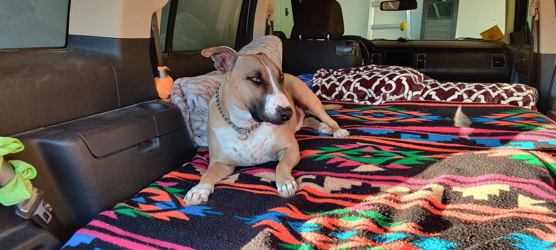 Ford Bronco Sport Interior scratches easily from a dog?!?!? IMG_20210226_173909