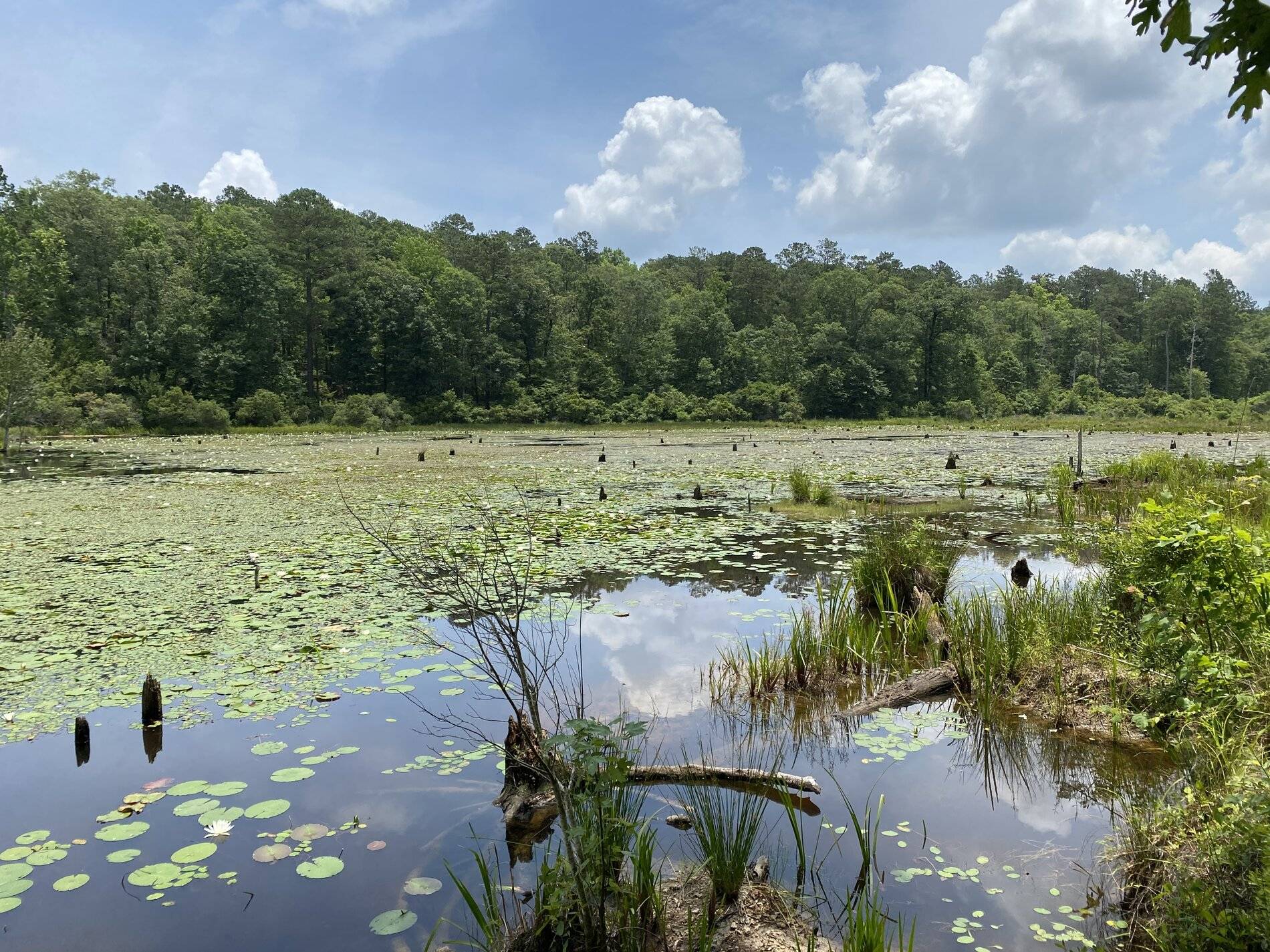 Ford Bronco Sport My  Bronco Sport is getting a steady workout 796F8799-7E3B-4D53-8657-9419DABD2EF6