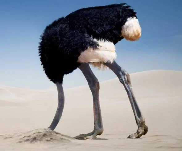 Ford Bronco Sport June Builds sitting in the Mexican Desert Head In Sand