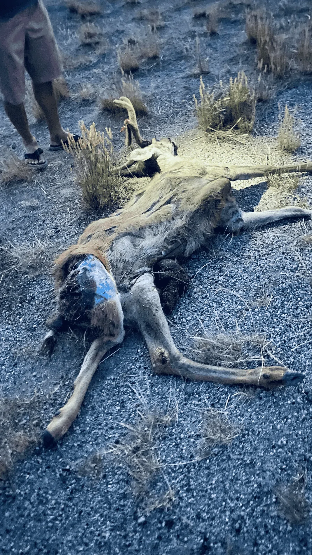 Ford Bronco Sport UPDATE!!! SAD - My sweet little loaded AREA 51 Badlands R.I.P. 1631154053680