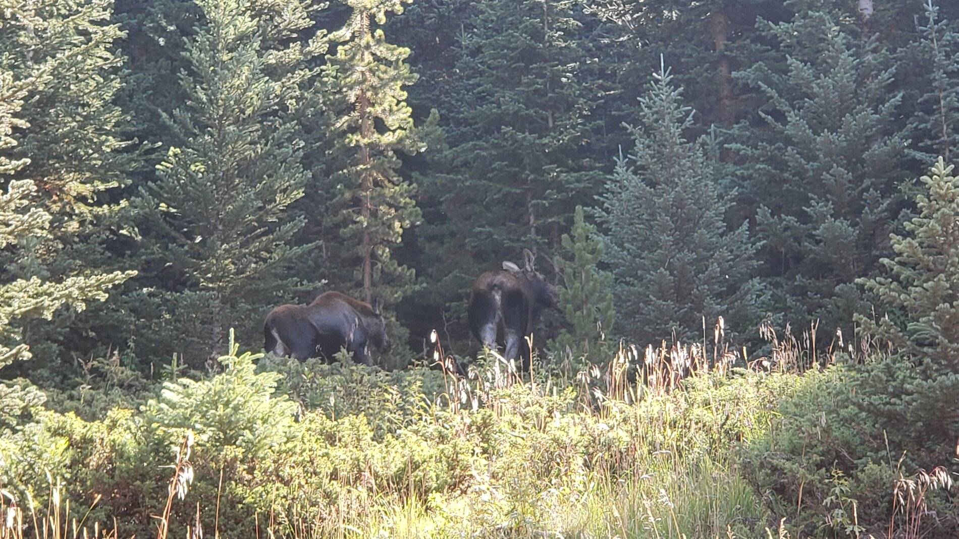 Ford Bronco Sport Vacation in Colorado (Boreas Pass) 20210907_104232
