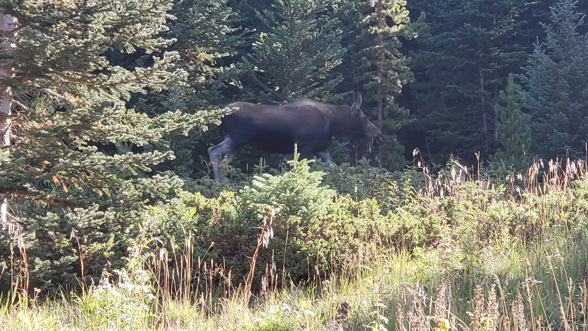 Ford Bronco Sport Vacation in Colorado (Boreas Pass) 20210907_104226