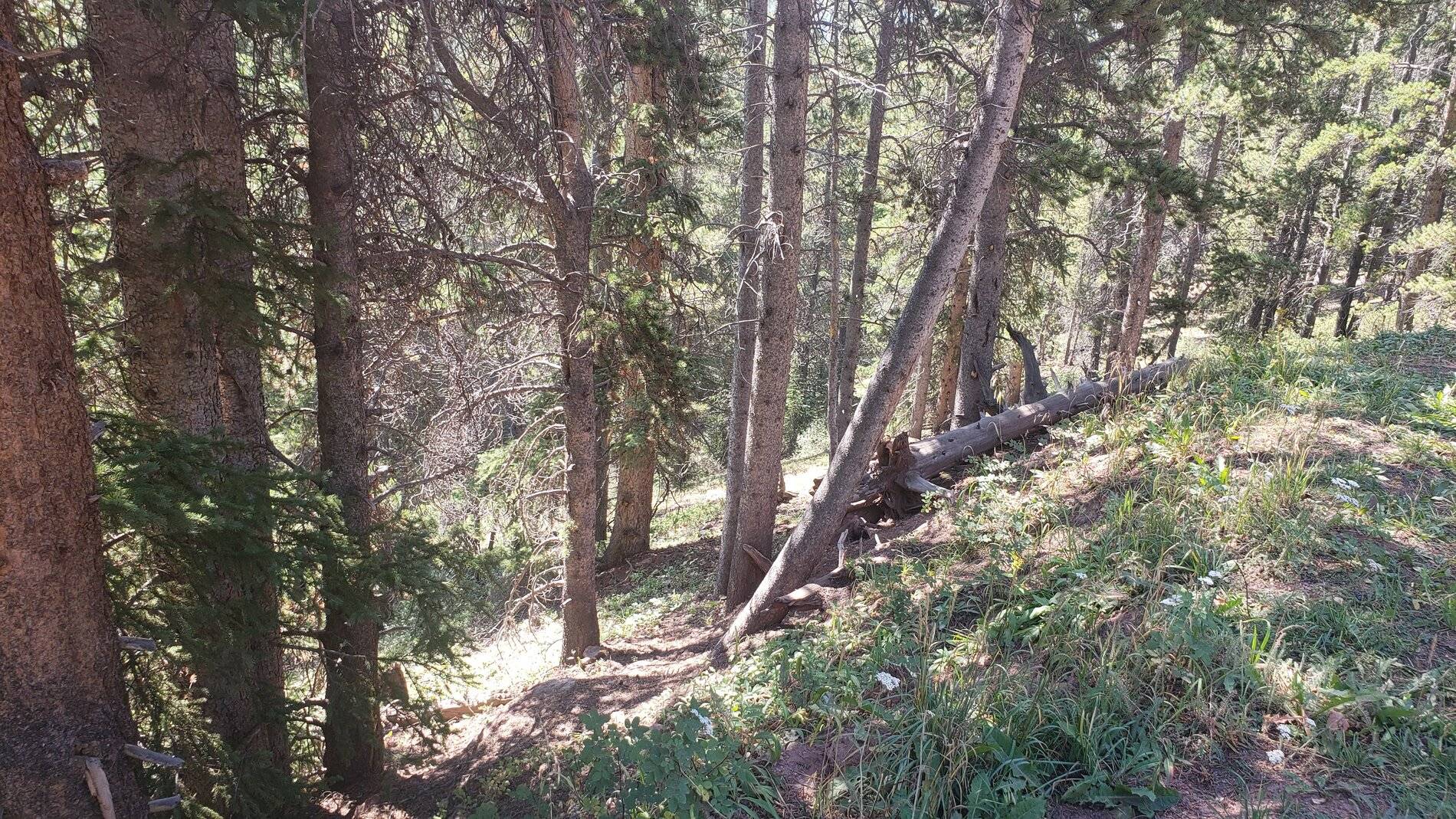 Ford Bronco Sport Vacation in Colorado (Boreas Pass) 20210907_104502
