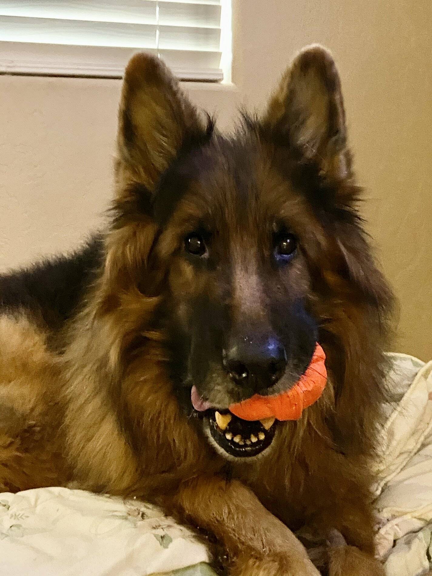 Ford Bronco Sport June Builds sitting in the Mexican Desert 77615B21-D8C2-4425-A7DD-64794D4E2FDA