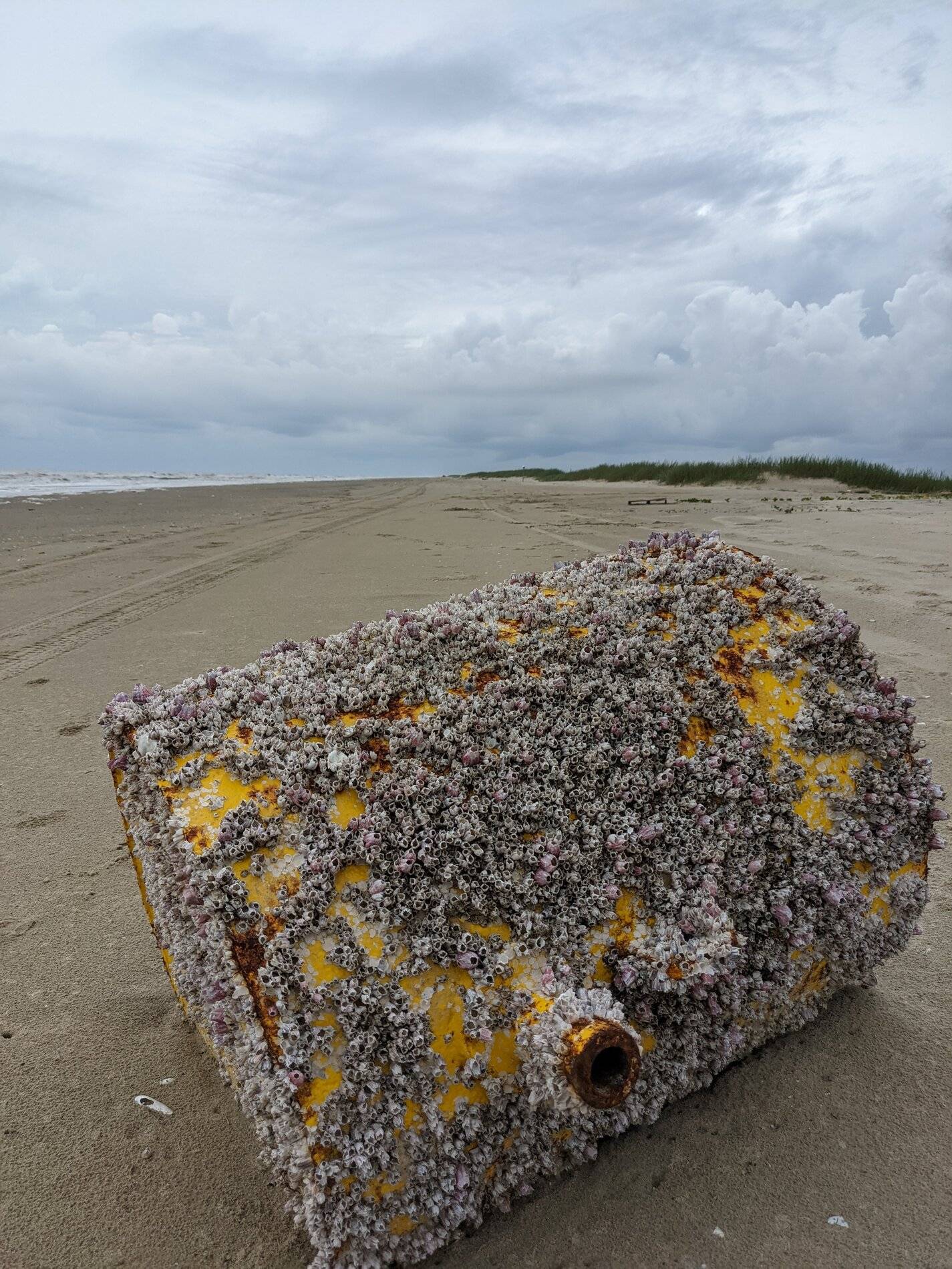 Ford Bronco Sport Trip Report: Bronco Sport in the Deep Soft Sands of Lost Highway 87 (SE TX) PXL_20211001_174201634