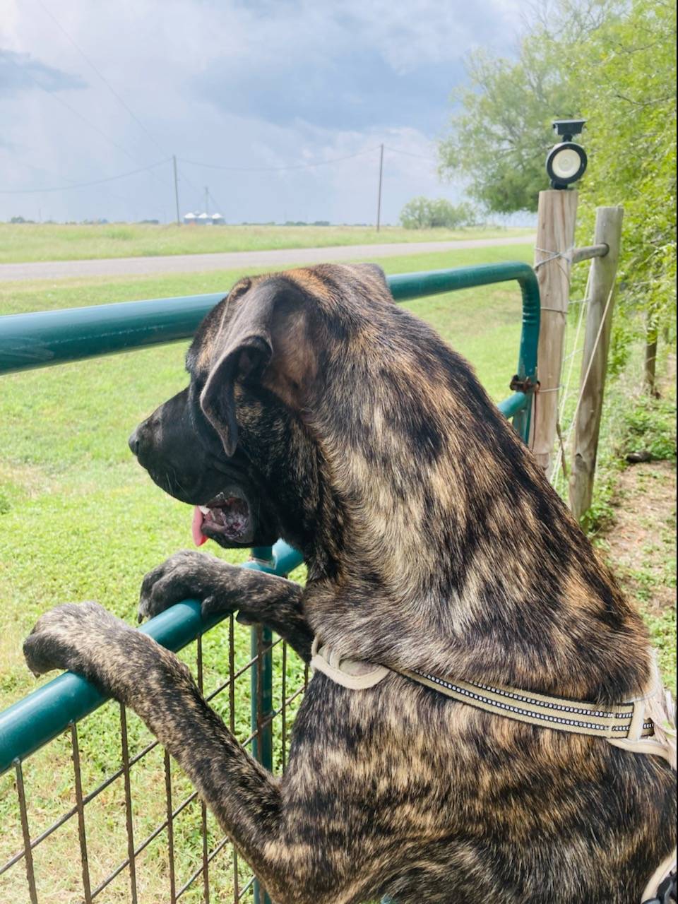 Ford Bronco Sport Catalytic Converter Protection IMG_9557(2)