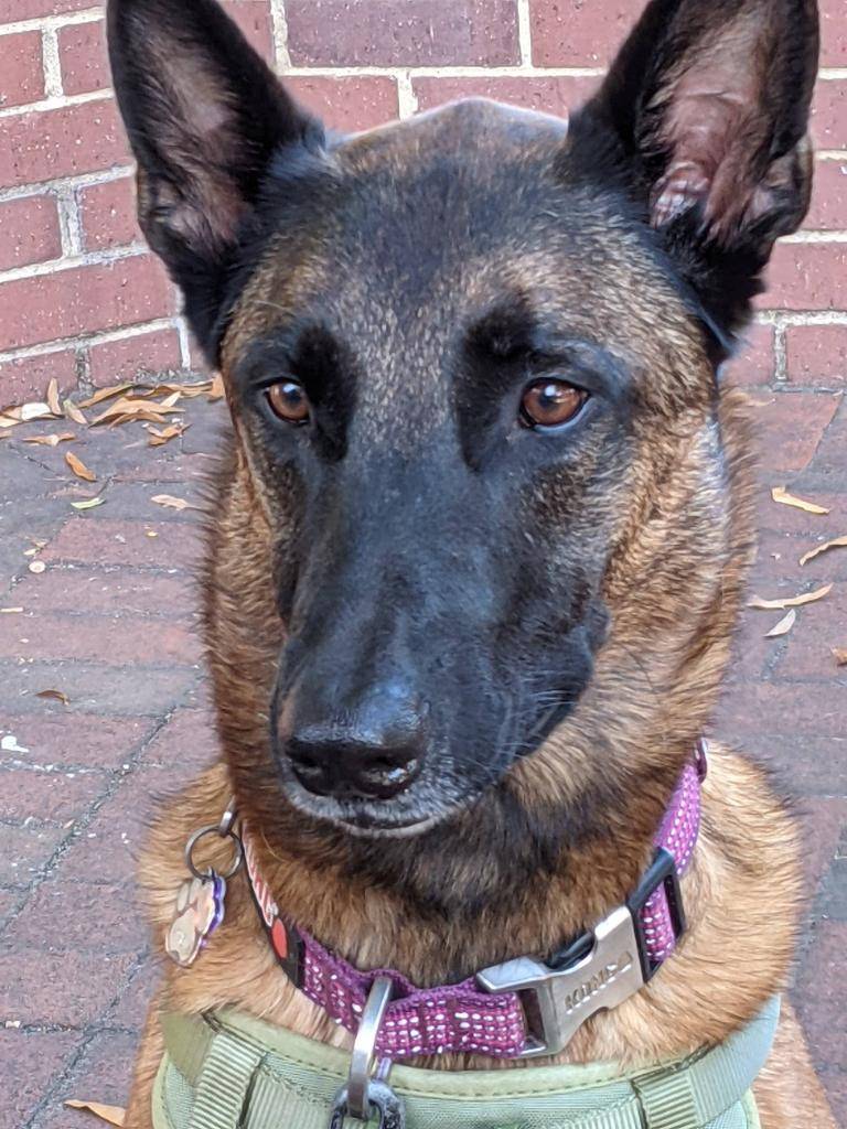 Ford Bronco Sport Whats your BS's name and why BE430482-699D-4139-849E-8C91423755C0