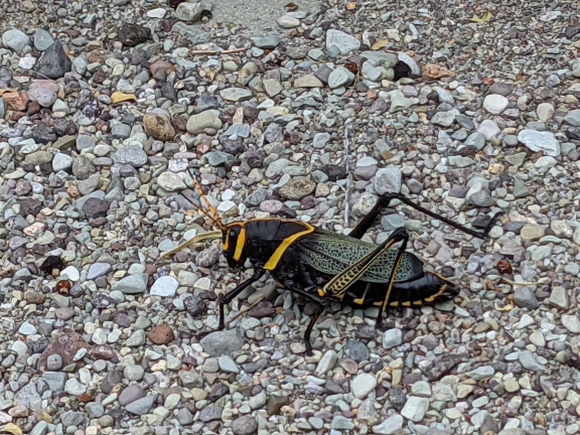 Ford Bronco Sport (Long) Trip Report: Big Bend National Park PXL_20211103_165841991