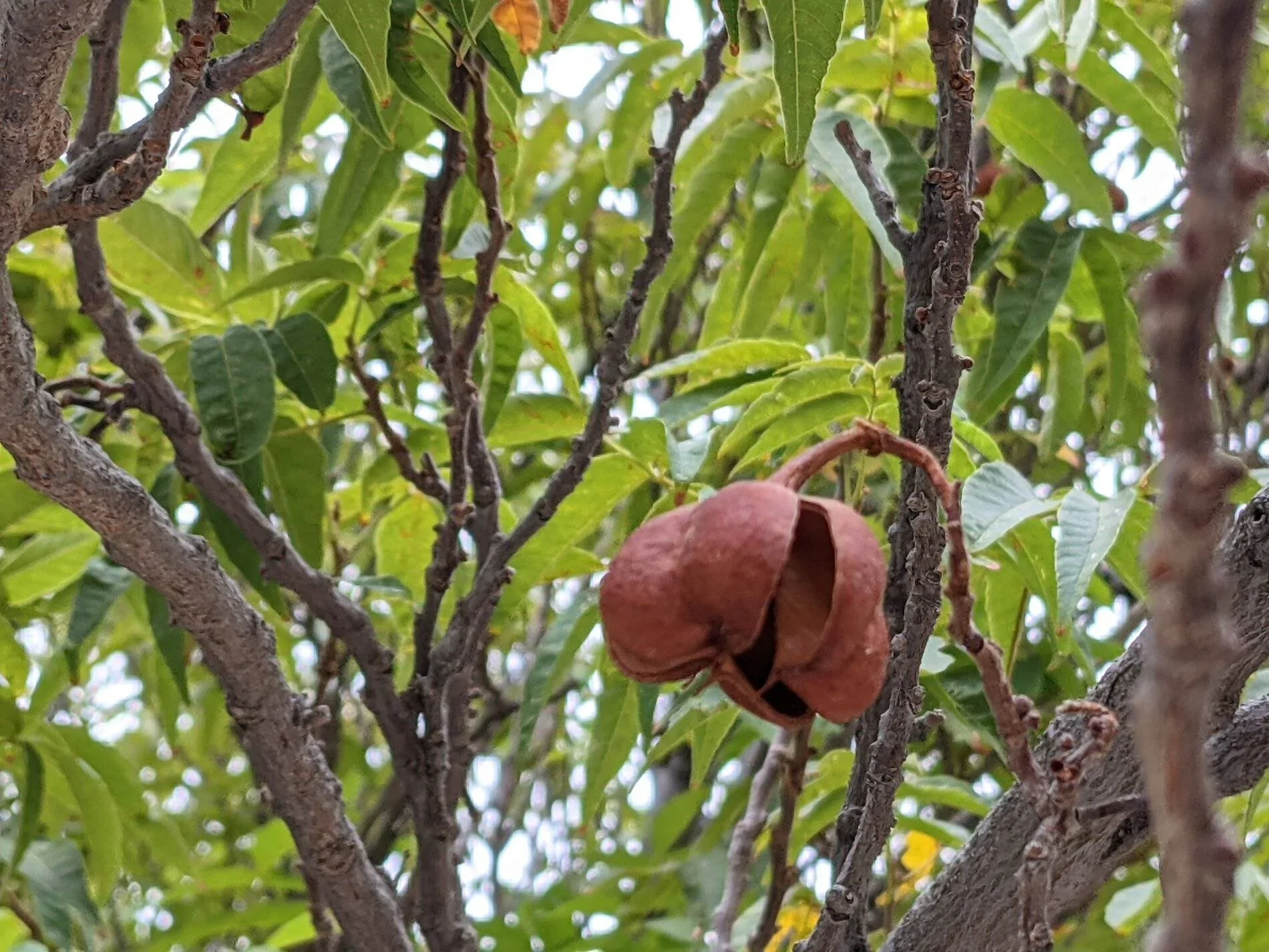 Ford Bronco Sport (Long) Trip Report: Big Bend National Park PXL_20211103_170002252