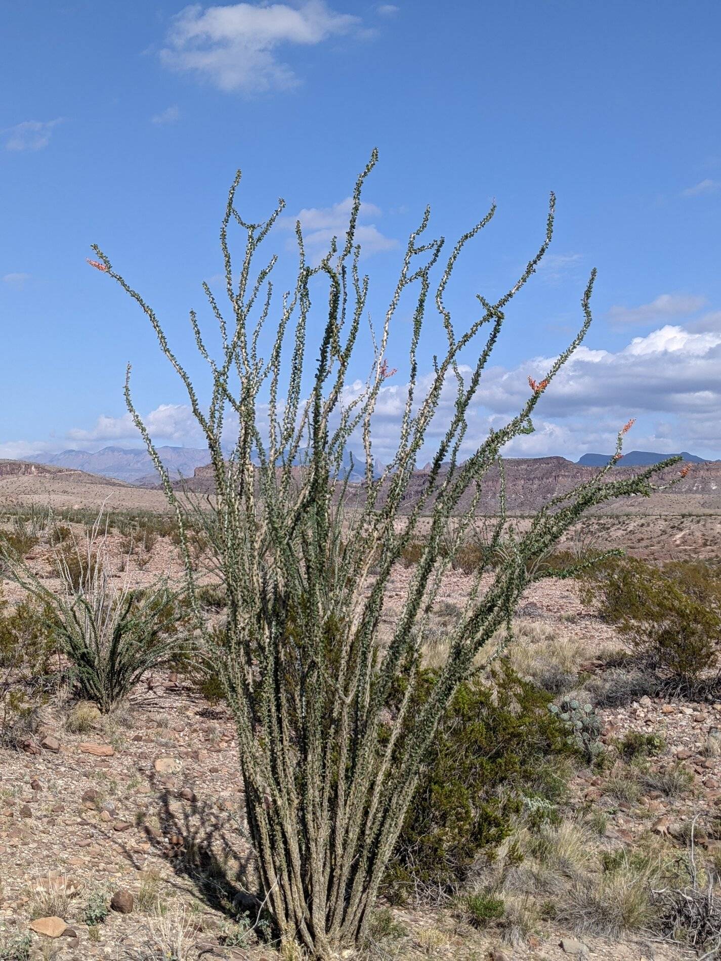 Ford Bronco Sport (Long) Trip Report: Big Bend National Park PXL_20211103_203808762