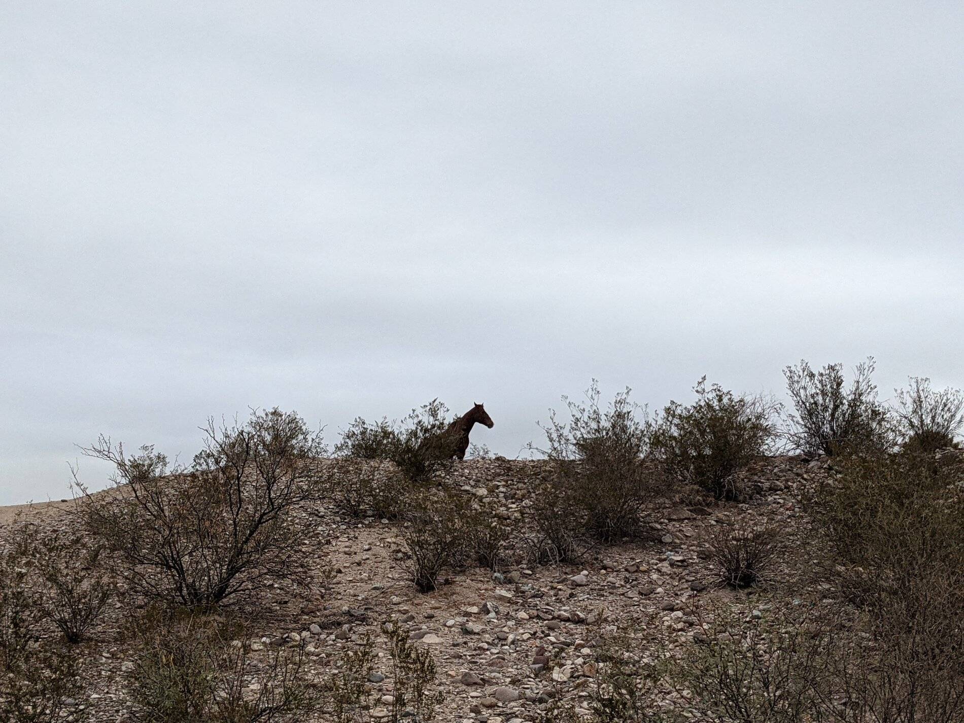 Ford Bronco Sport (Long) Trip Report: Big Bend National Park PXL_20211104_130007497