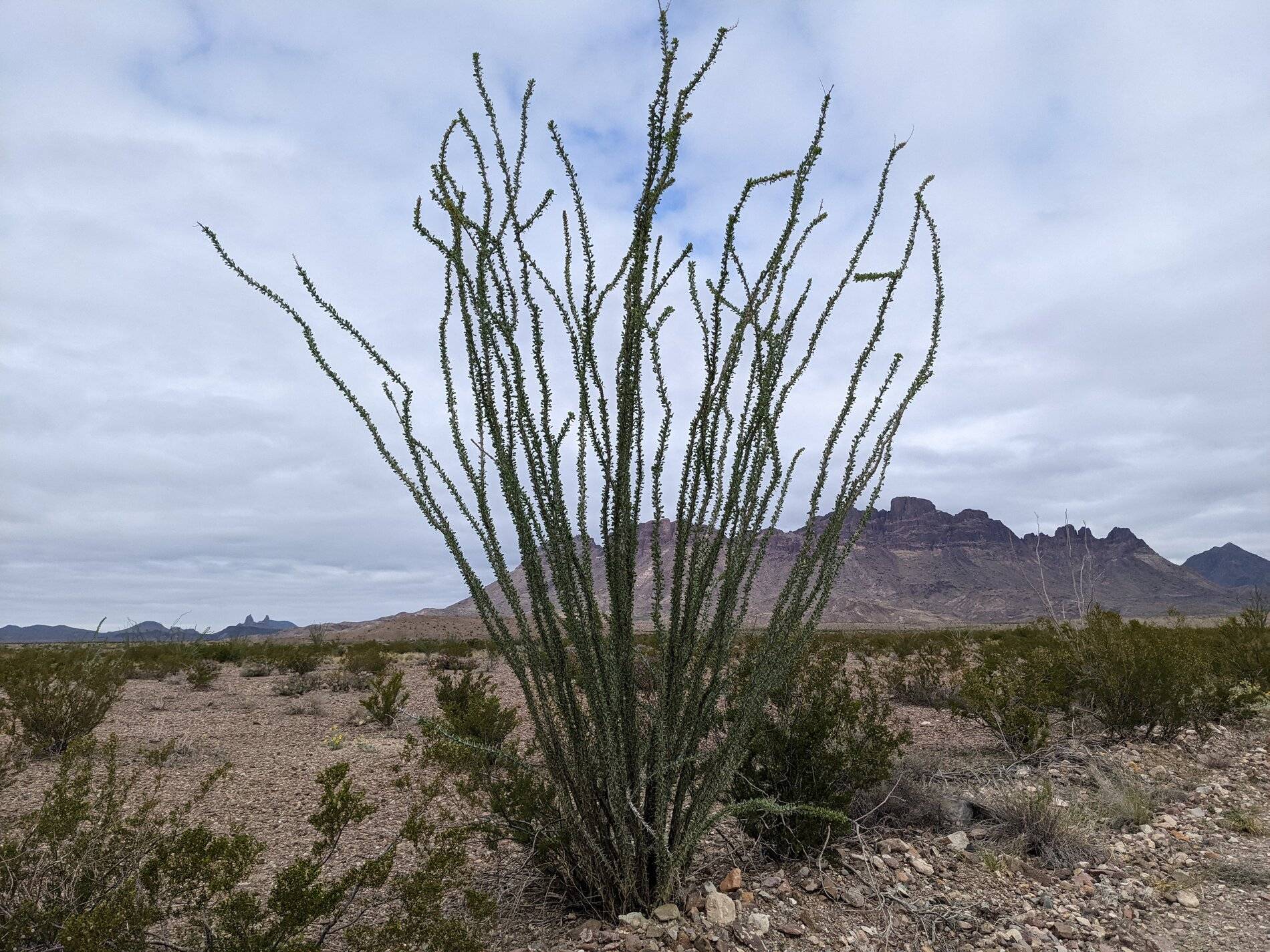 Ford Bronco Sport (Long) Trip Report: Big Bend National Park PXL_20211104_163652923