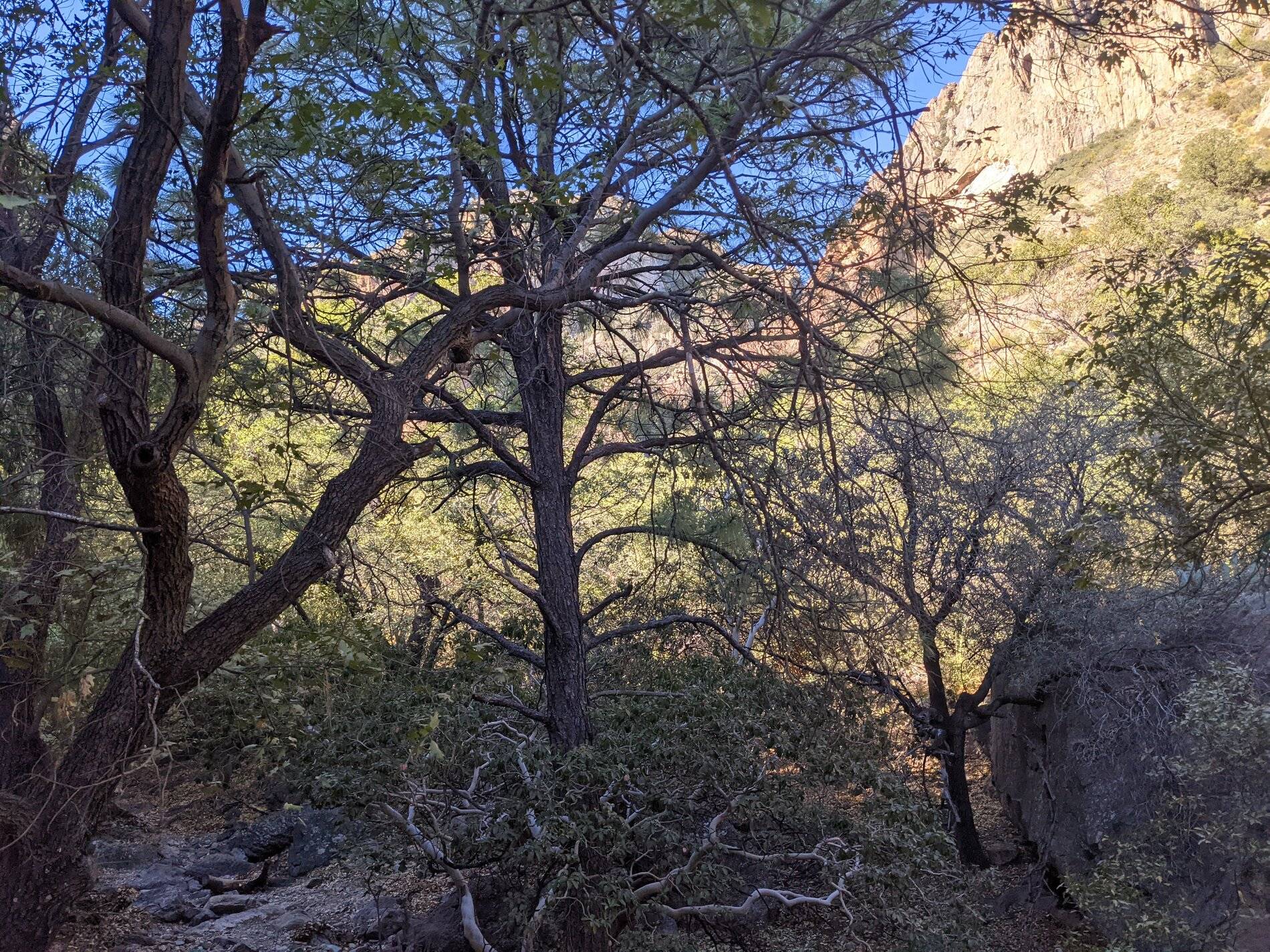 Ford Bronco Sport (Long) Trip Report: Big Bend National Park PXL_20211105_153539110