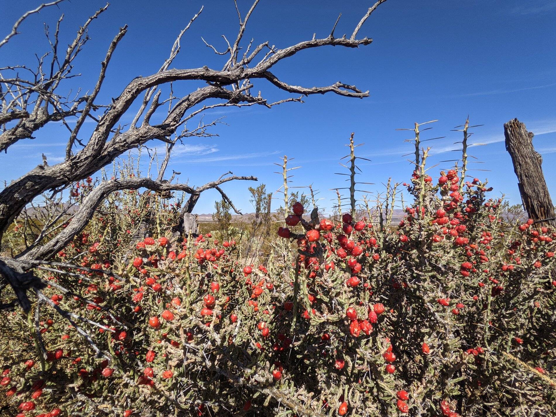 Ford Bronco Sport (Long) Trip Report: Big Bend National Park PXL_20211106_182832149