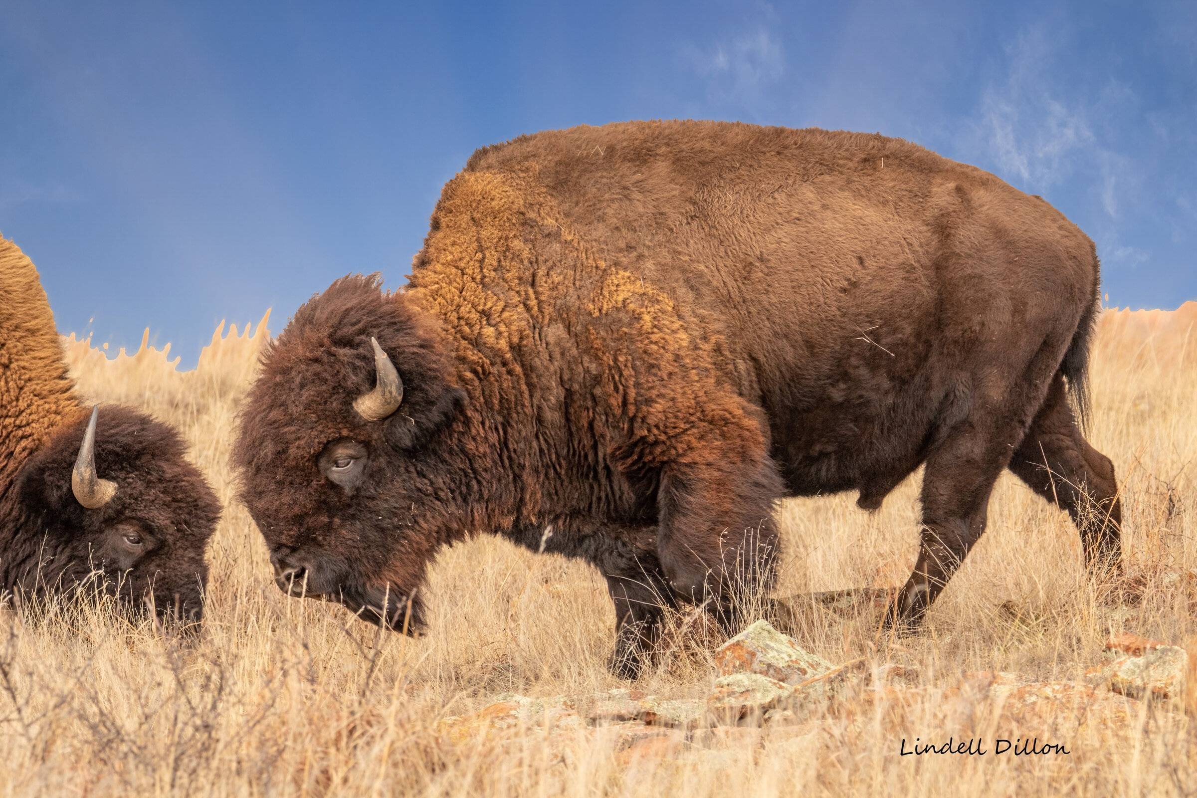 Ford Bronco Sport Visited Wichita Mountains Wildlife Refuge 50841959326_45facb11cf_o