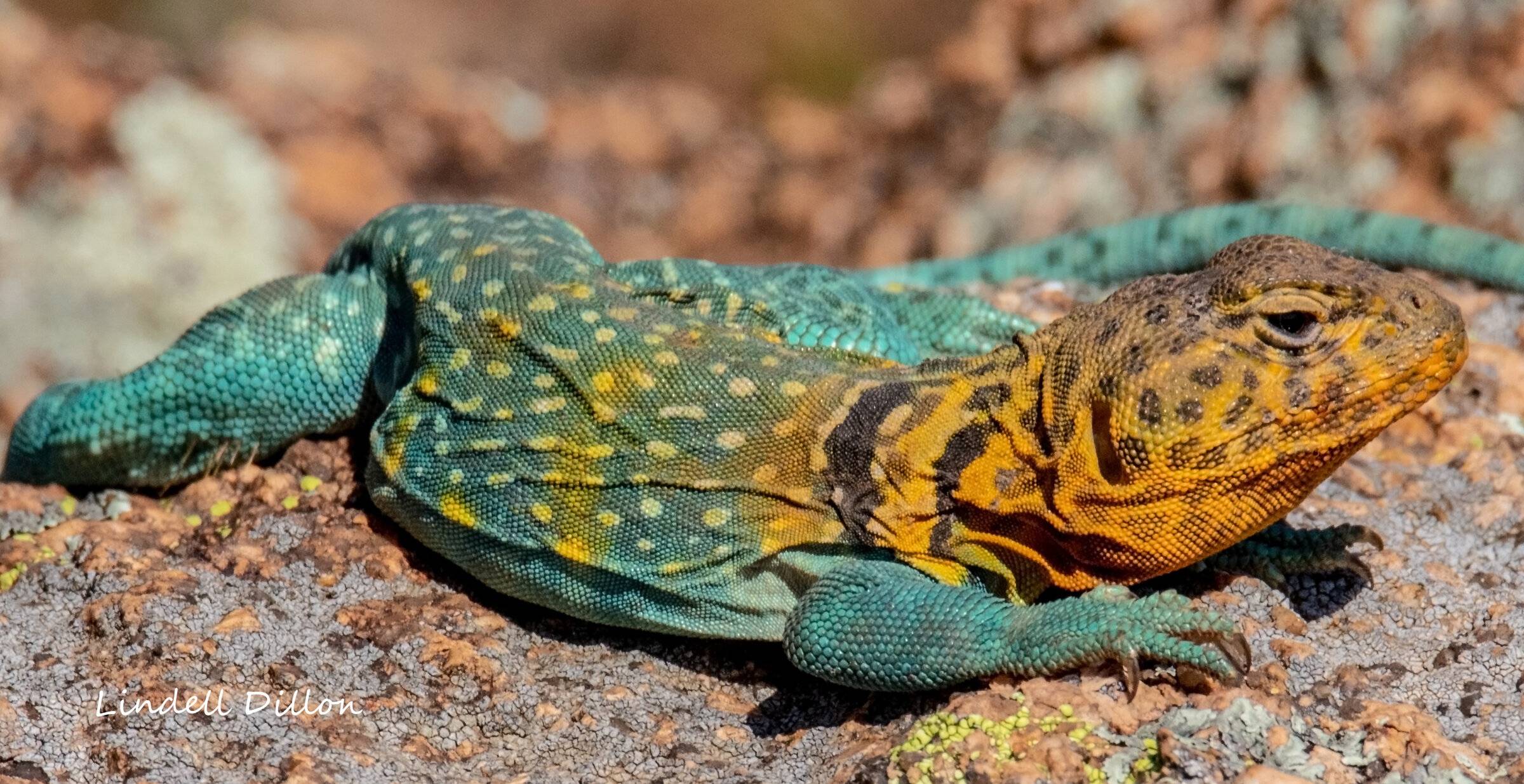 Ford Bronco Sport Visited Wichita Mountains Wildlife Refuge 49882984607_5a5a16893c_o