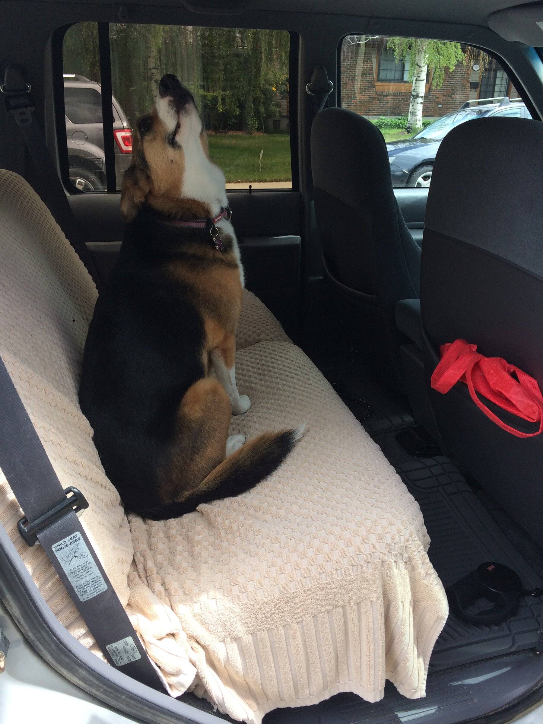 Ford Bronco Sport Anyone find any good seat covers? 1639022944456