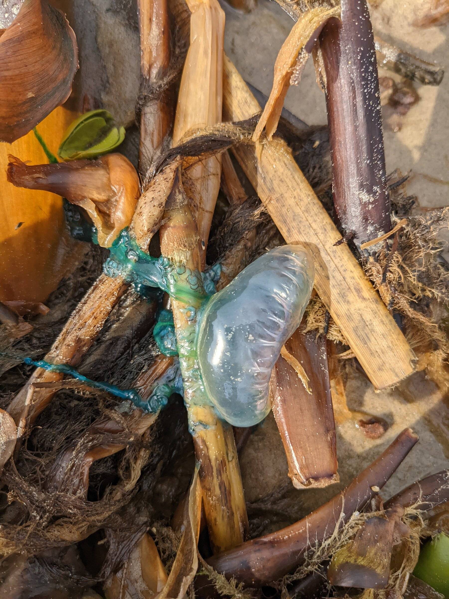 Ford Bronco Sport Trip Report: Bronco Sport in the Deep Soft Sands of Lost Highway 87 (SE TX) PXL_20211229_172550428