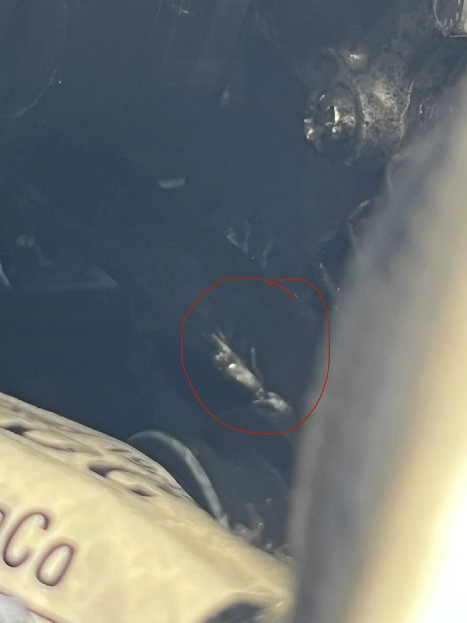 Ford Bronco Sport Drive belt tearing 289BE3C6-6B30-4A9B-A988-47F421CCC3ED