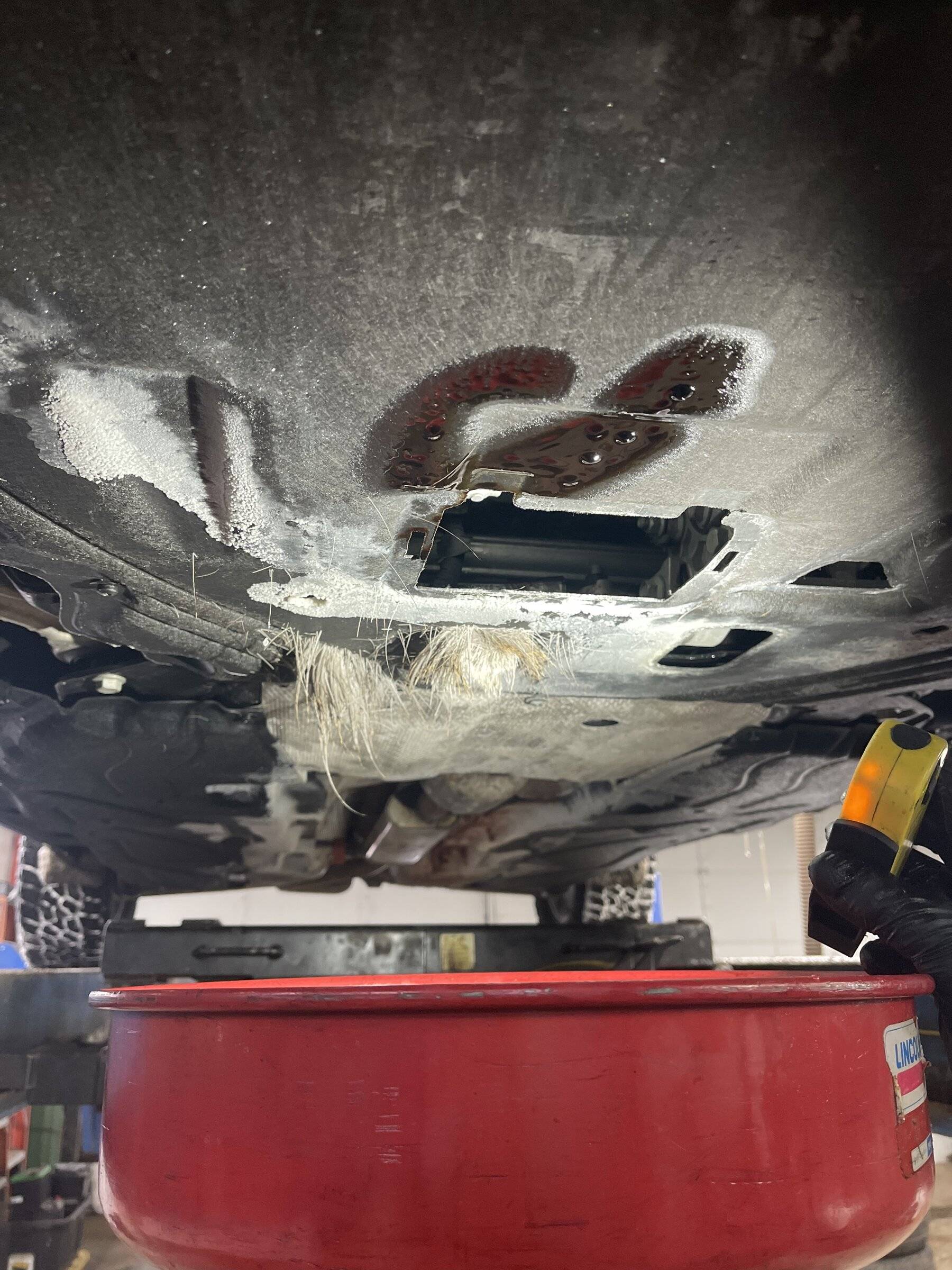 Ford Bronco Sport BS BB Ran Over Dead Deer deer1