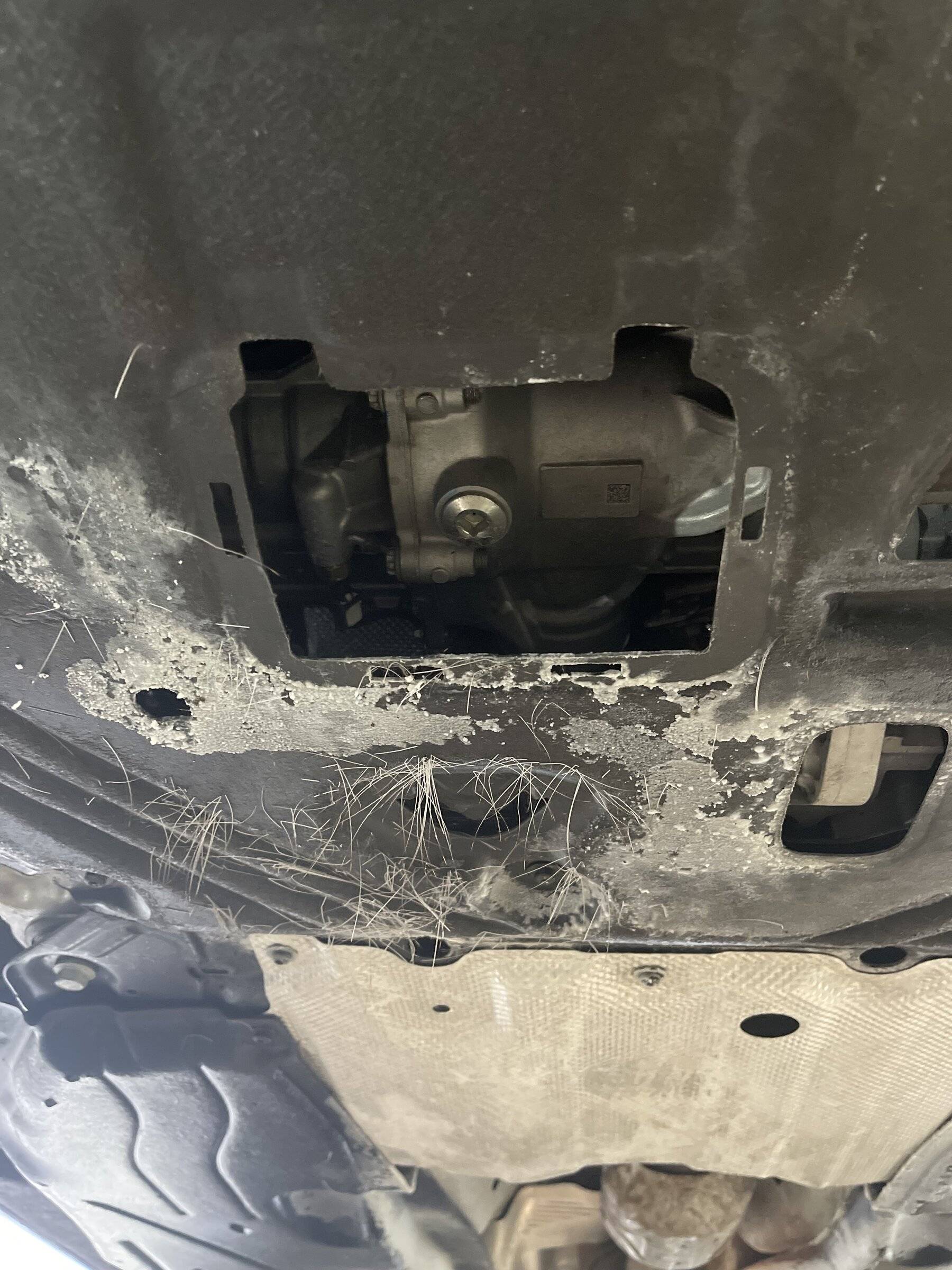 Ford Bronco Sport BS BB Ran Over Dead Deer deer3