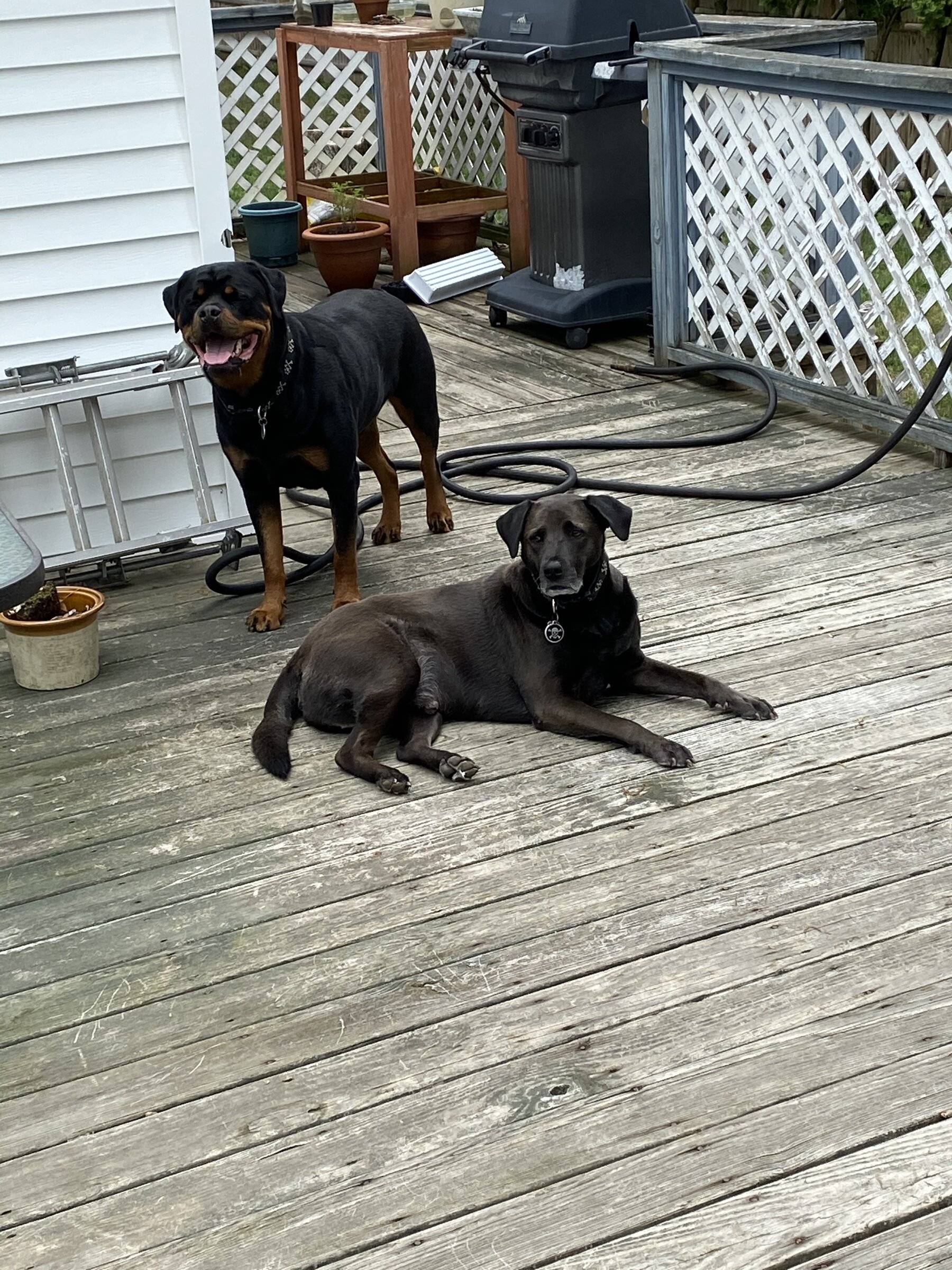 Ford Bronco Sport Show me your dogs!! 3F099979-48AD-4EEE-88E2-62AB0D3A6005