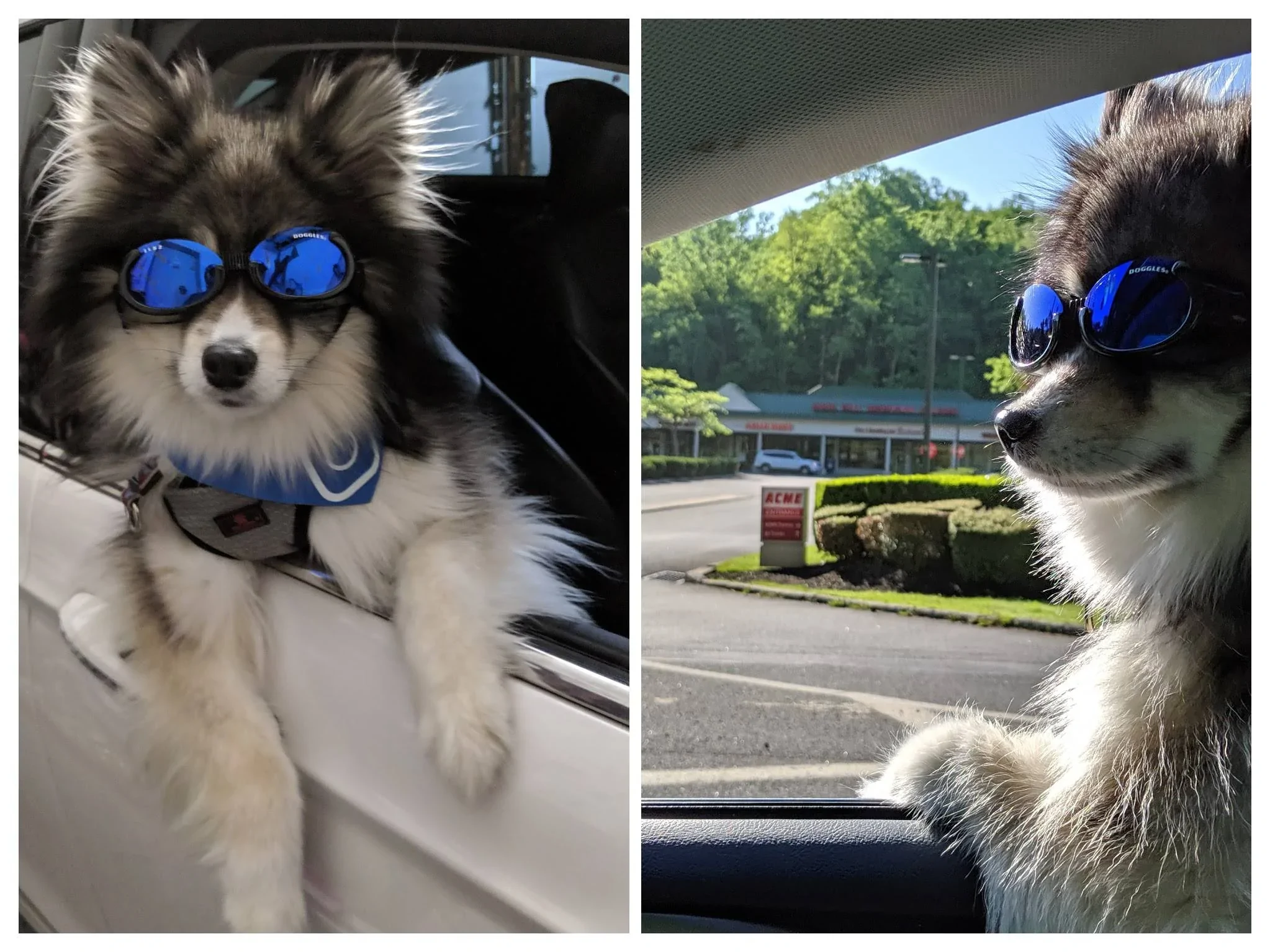 Ford Bronco Sport Show me your dogs!! IMG_20190407_145224-COLLAGE