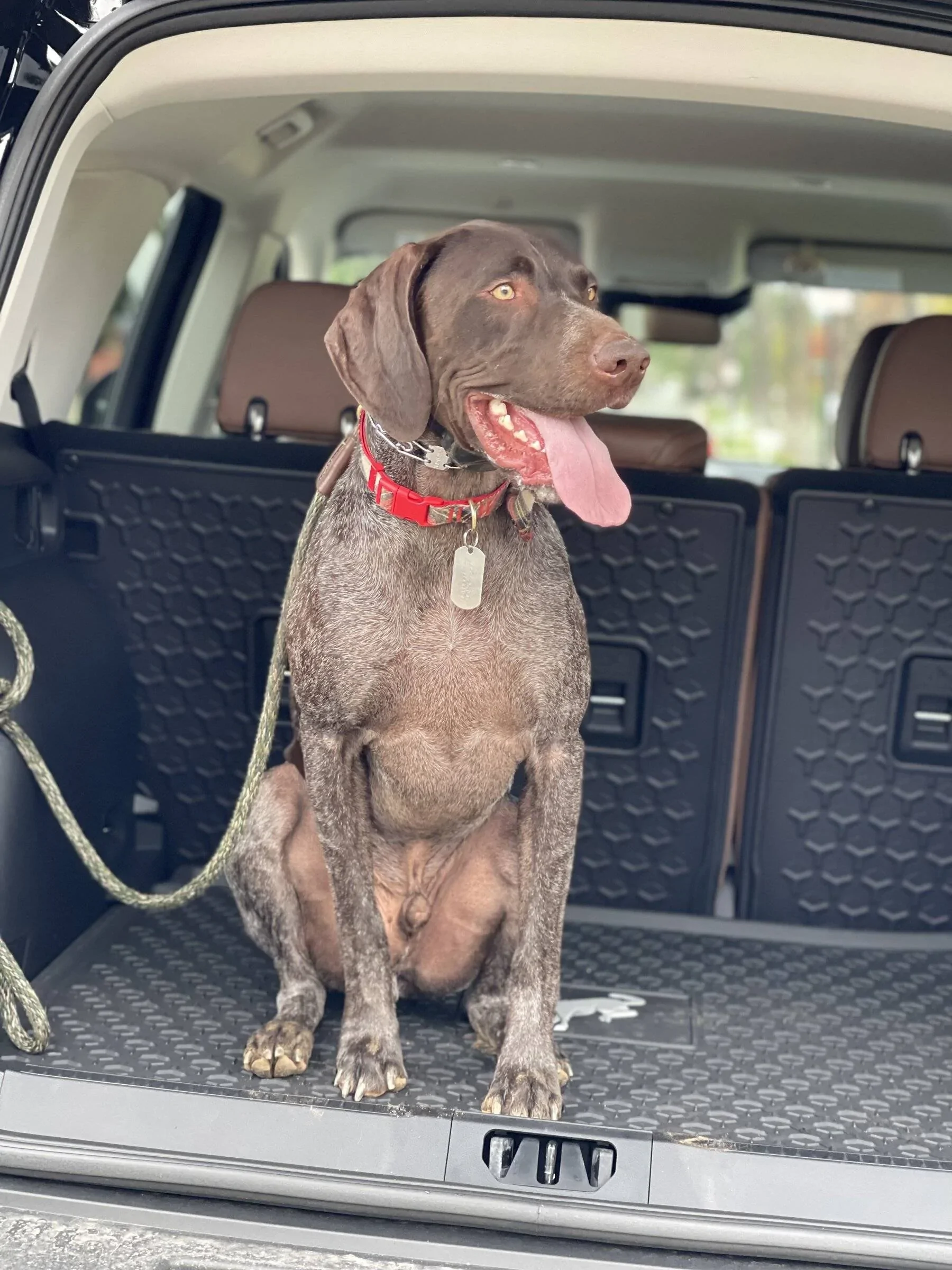 Ford Bronco Sport Show me your dogs!! C3739C87-D041-4A40-BE81-7D9591CF63EC