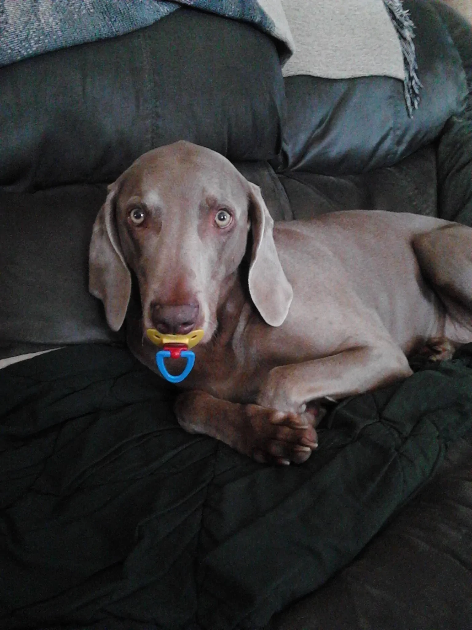 Ford Bronco Sport Show me your dogs!! A3CE25D8-9D5B-4A69-994D-B0C5C8F283C1