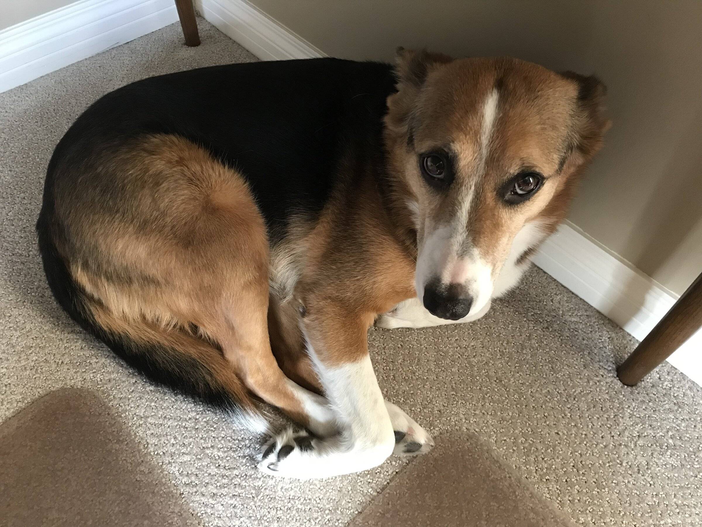 Ford Bronco Sport Show me your dogs!! 1643954092924