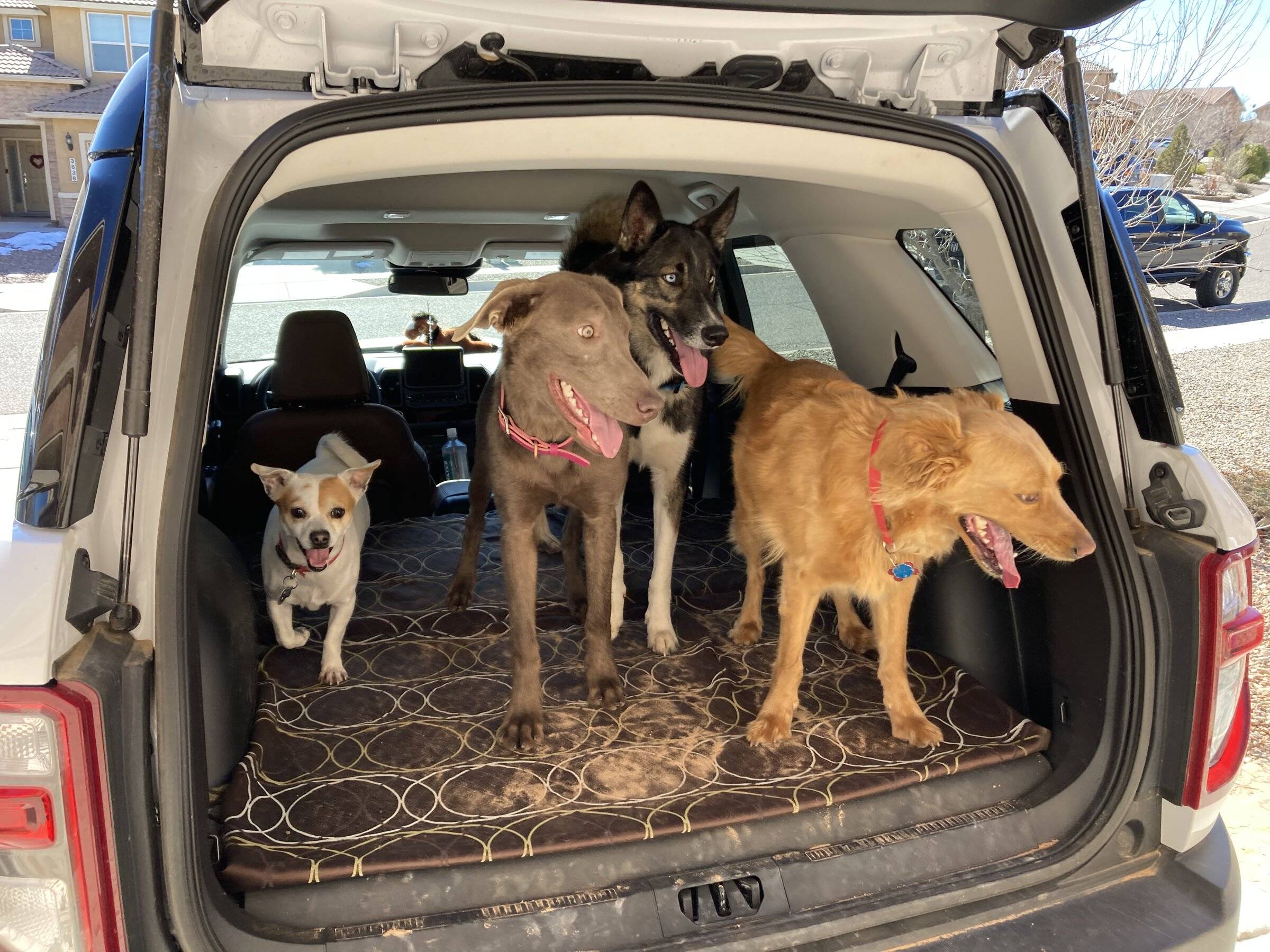 Ford Bronco Sport Show me your dogs!! B6852637-A143-4C49-B20D-1AB7DF68EC48