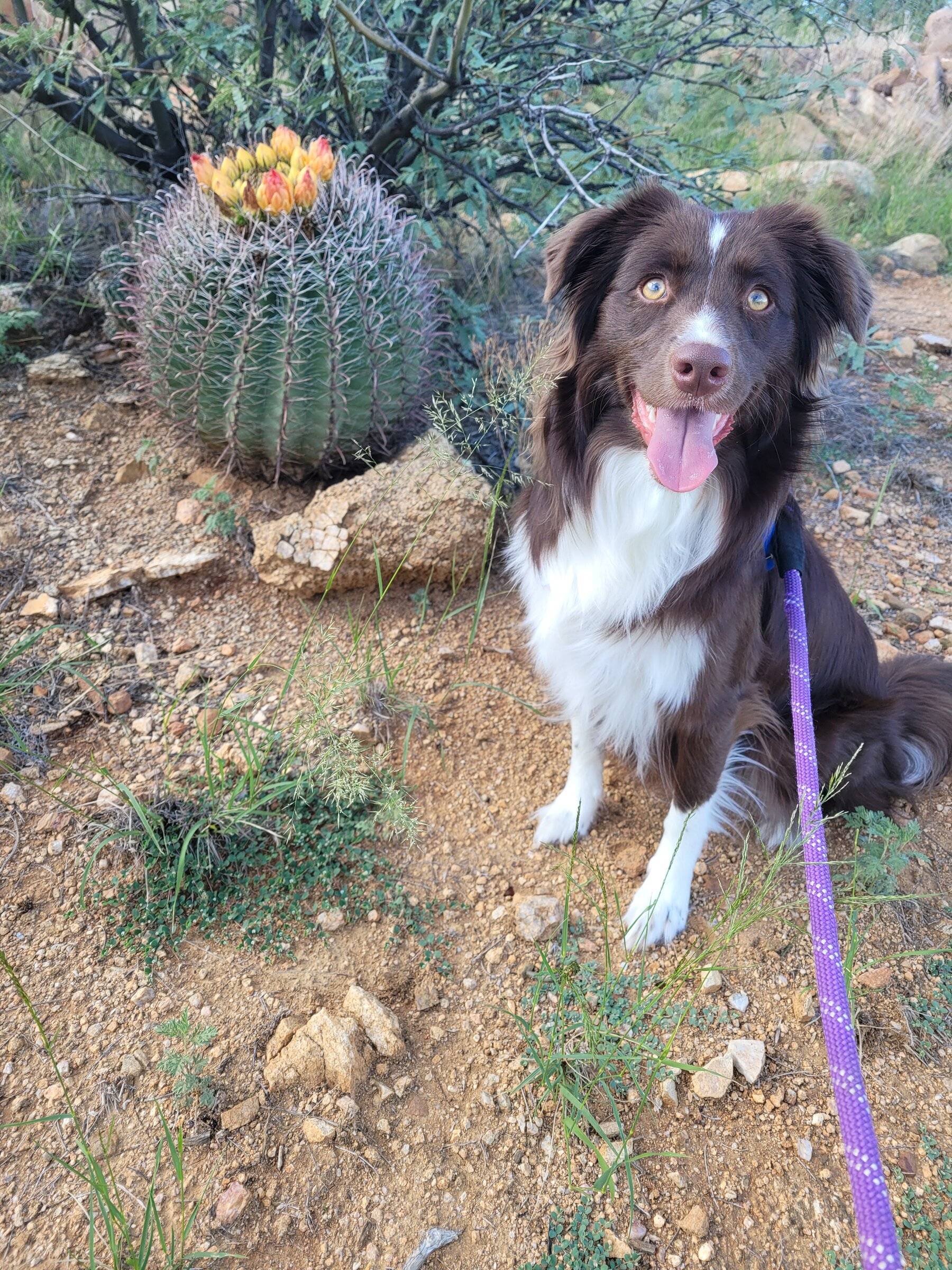 Ford Bronco Sport Trouble getting 110lb dog into bronco sport 20210820_171020