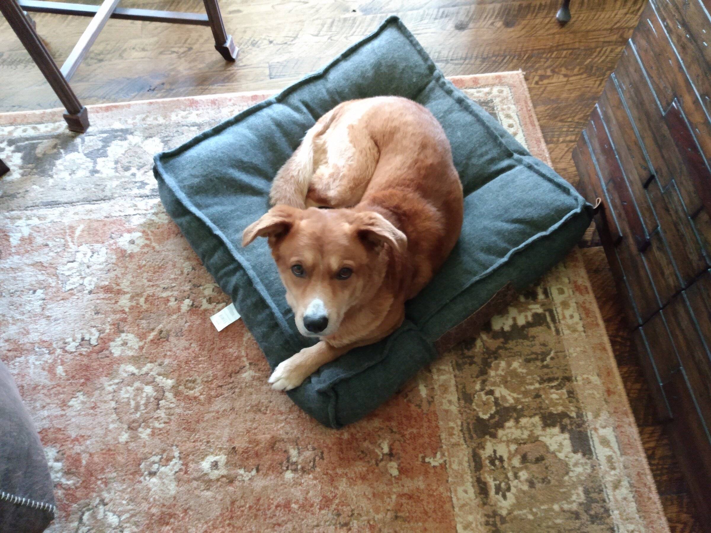 Ford Bronco Sport WHERE did you go with your Bronco Sport today? IMG_20220418_171108086