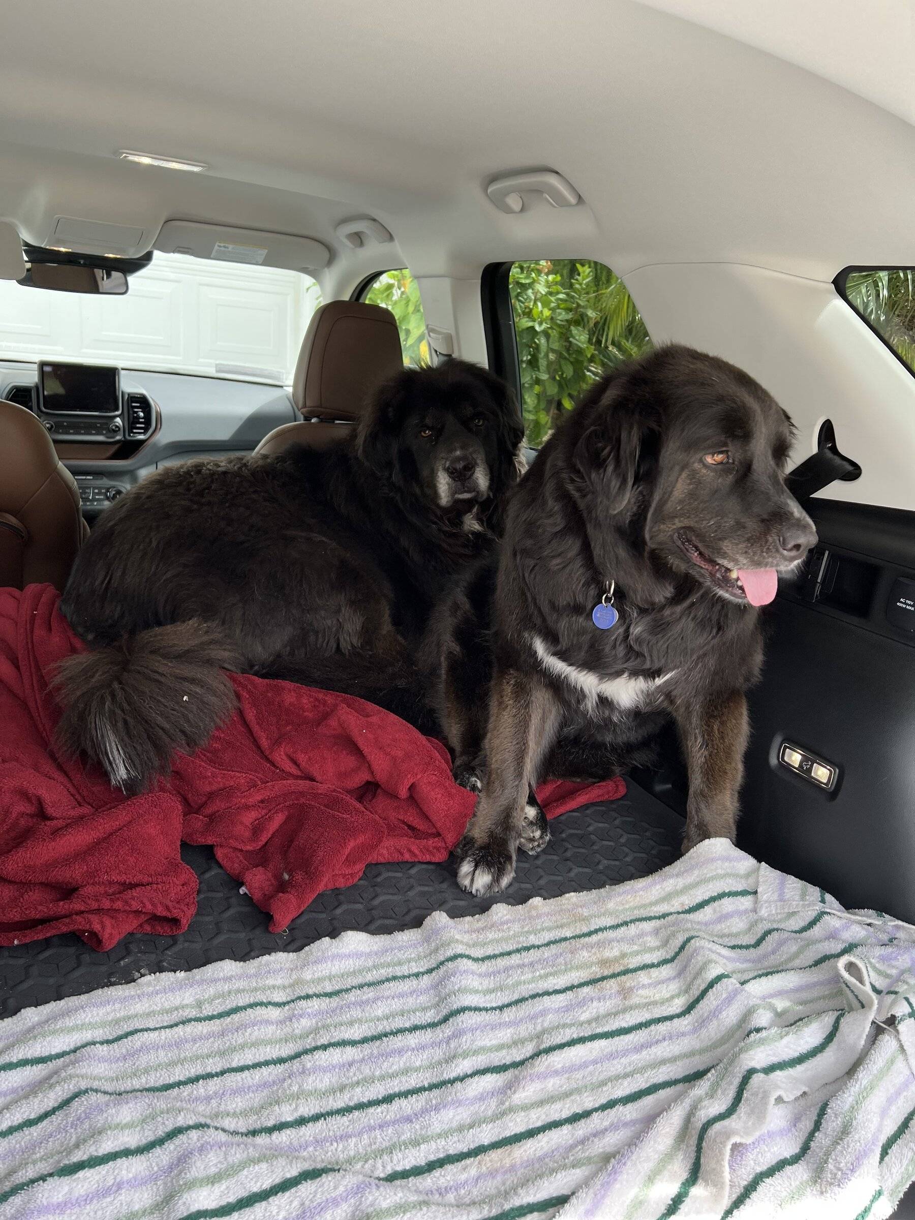 Ford Bronco Sport BroncoSport Dogs 42EDF493-54D1-4D85-9683-B2BC9E9EEAFF