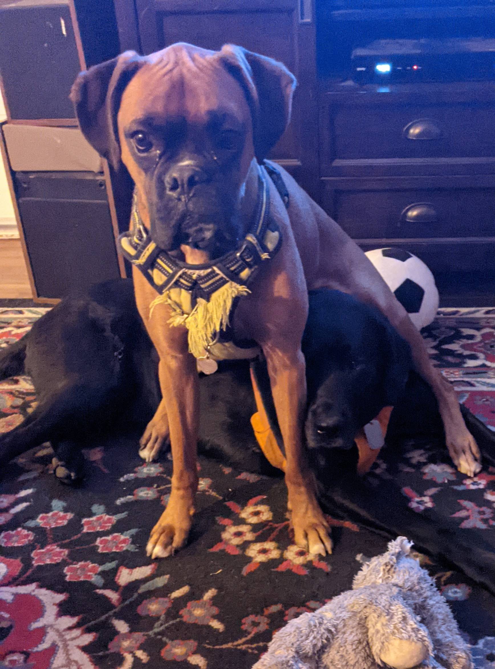 Ford Bronco Sport BroncoSport Dogs PXL_20220306_005910228