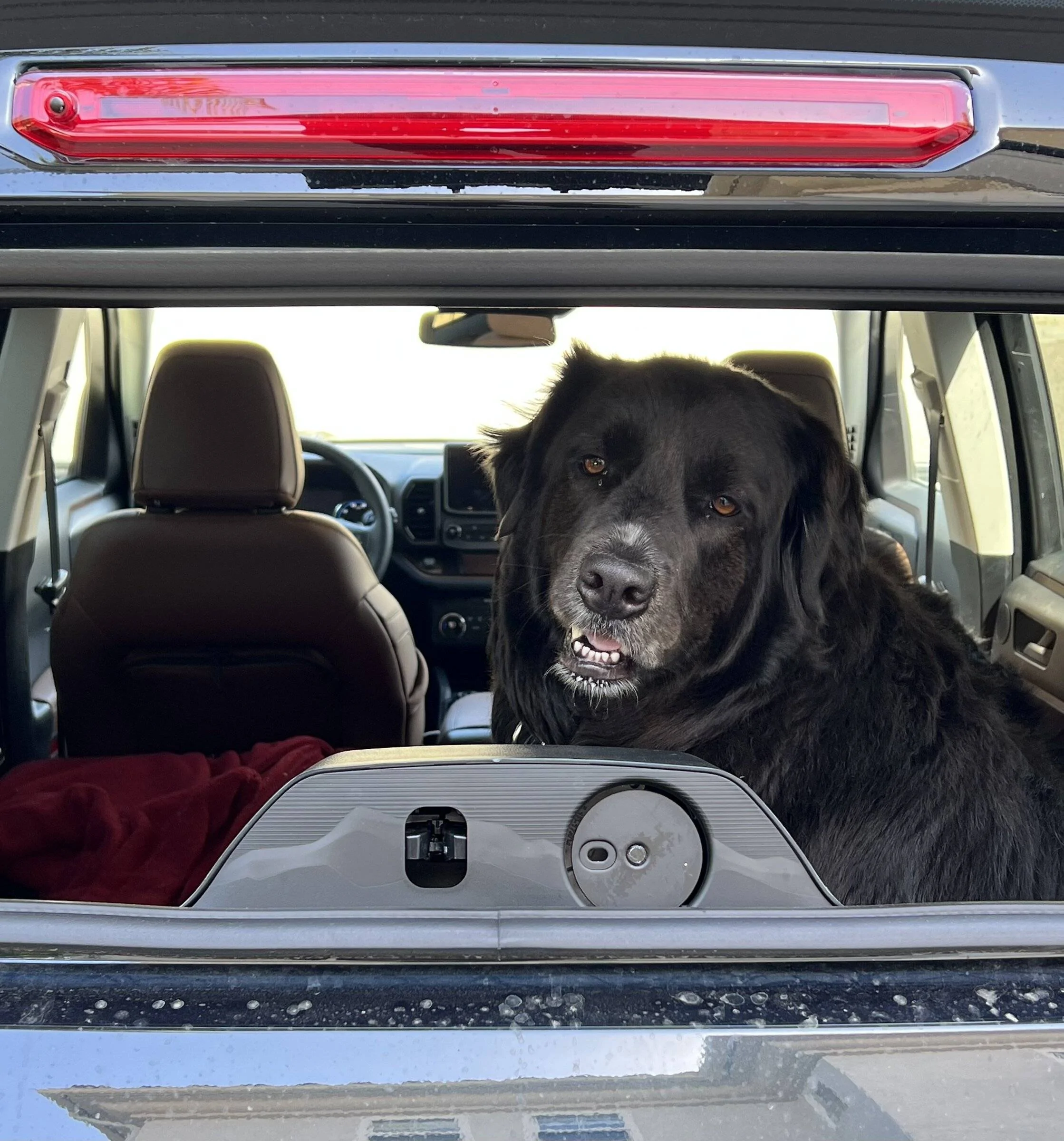 Ford Bronco Sport BroncoSport Dogs F19542BF-C15F-4CF9-BE9E-34B21E3B4FDB