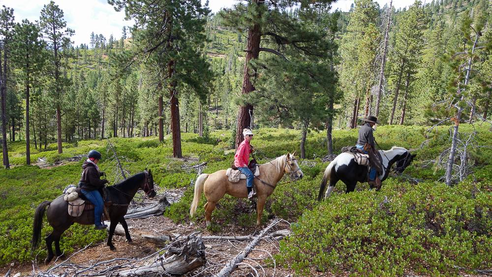 Ford Bronco Sport How to estimate actual delivery date? 1
