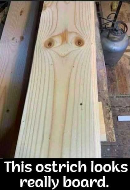 Ford Bronco Sport Long weekend: start the bad Dad Jokes — as my kids say 284156843_10159010643608100_5678742023767562543_n