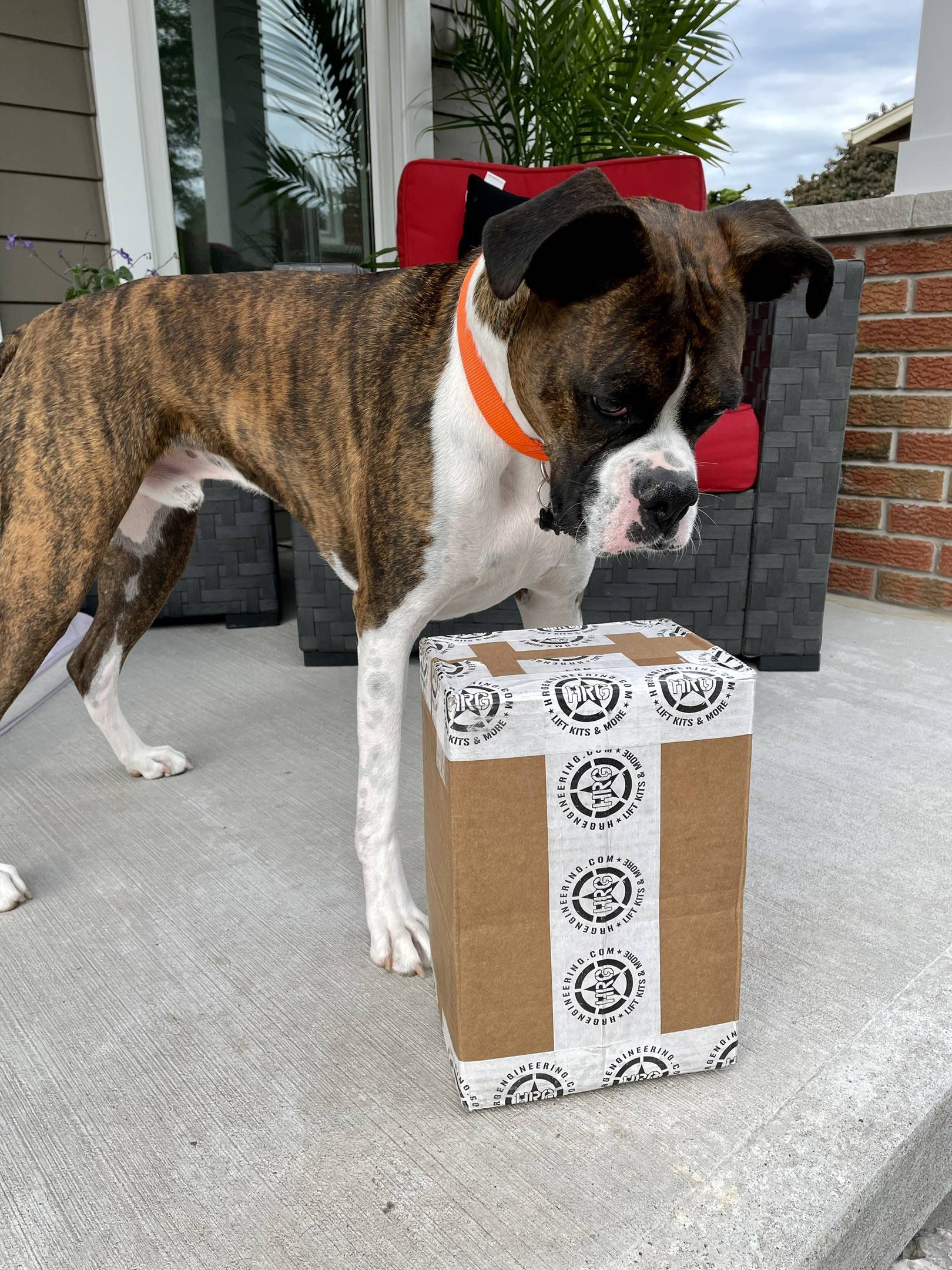 Ford Bronco Sport Show me your dogs!! 705DE588-C616-4303-B2FE-145D512AE129