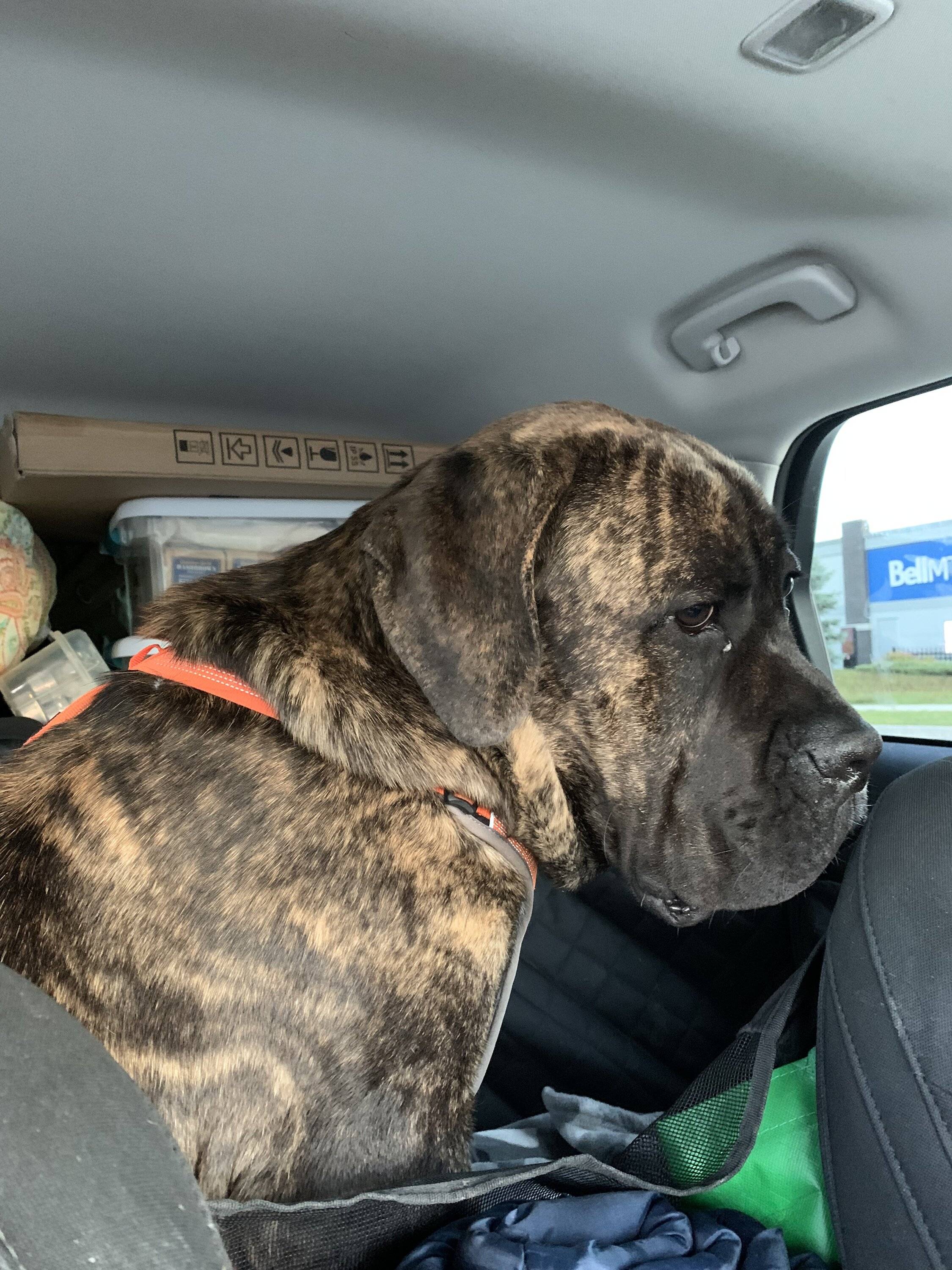 Ford Bronco Sport We Are Off Like A Herd Of Turtles 7AD46DE5-1F5A-4343-80CA-402B01EF8BF1