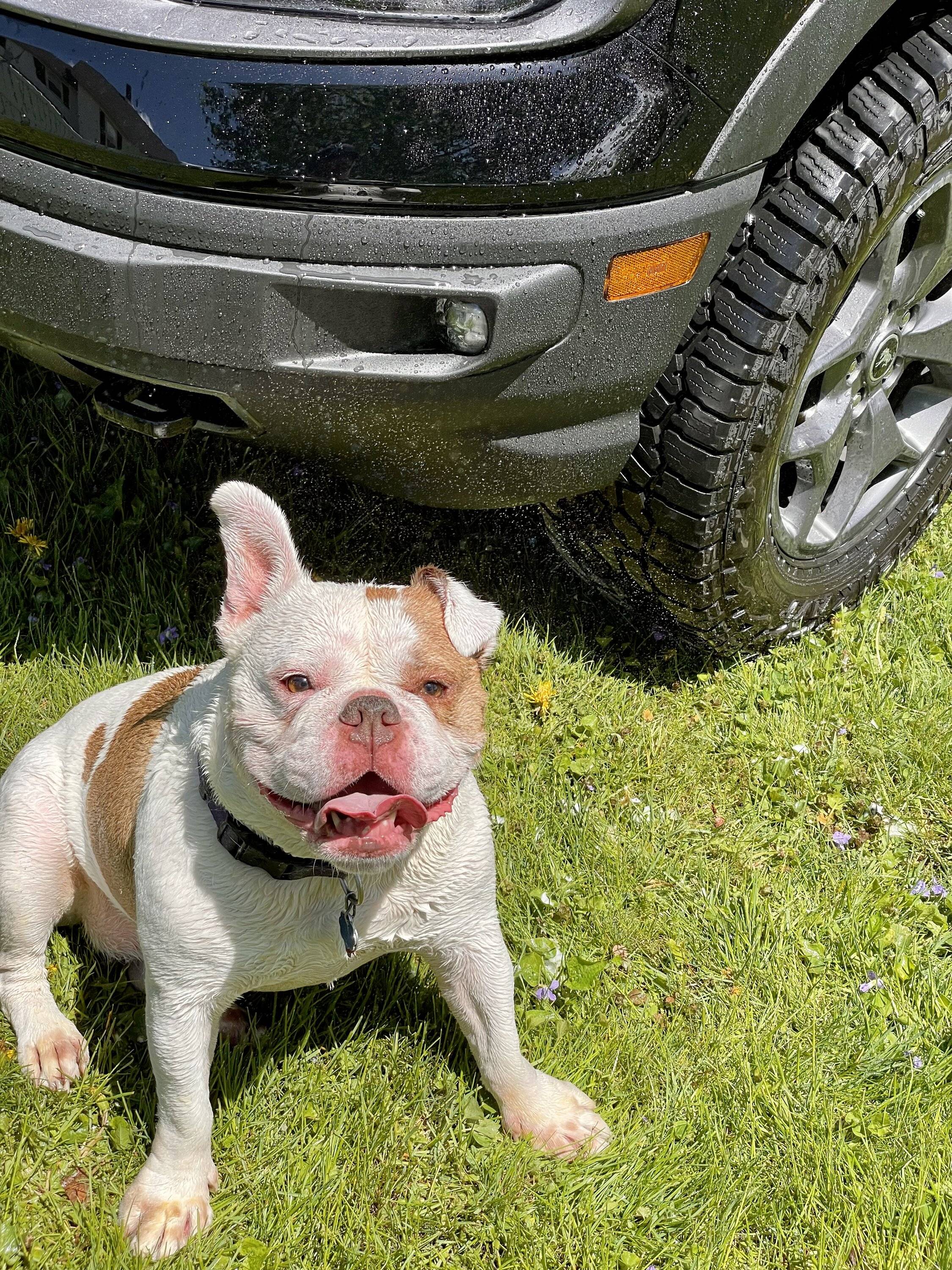 Ford Bronco Sport Show me your dogs!! 29221740-B69D-4CB4-8C64-F38915B5D872